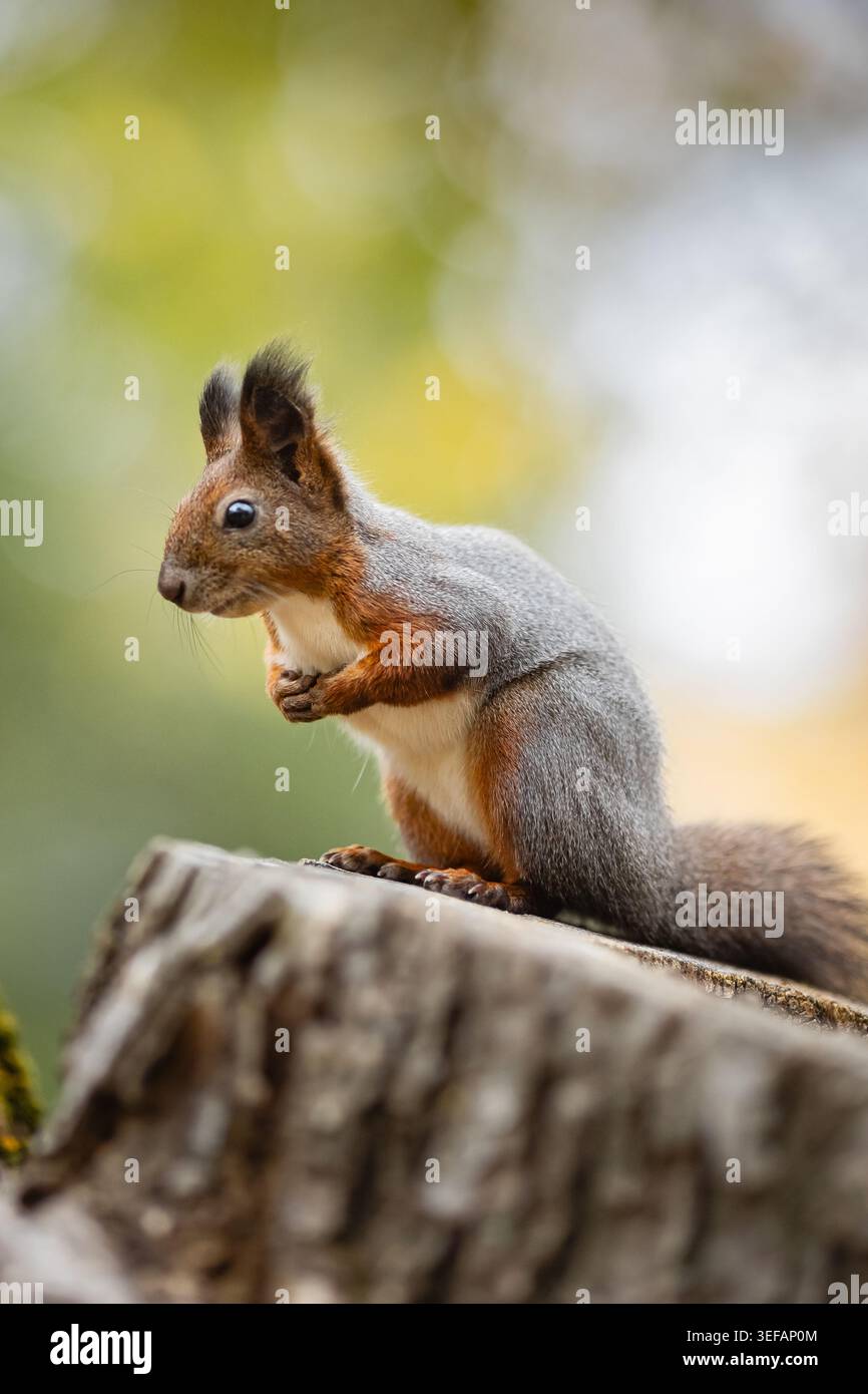 Red Squirrel Sitting on Tree Stump Stock Photo