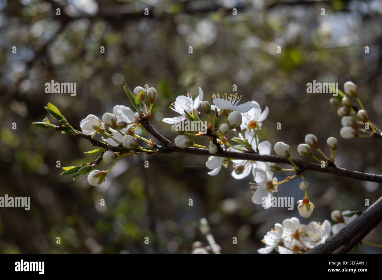 In a garden, branches display white flowers as they bloom. The scene ...