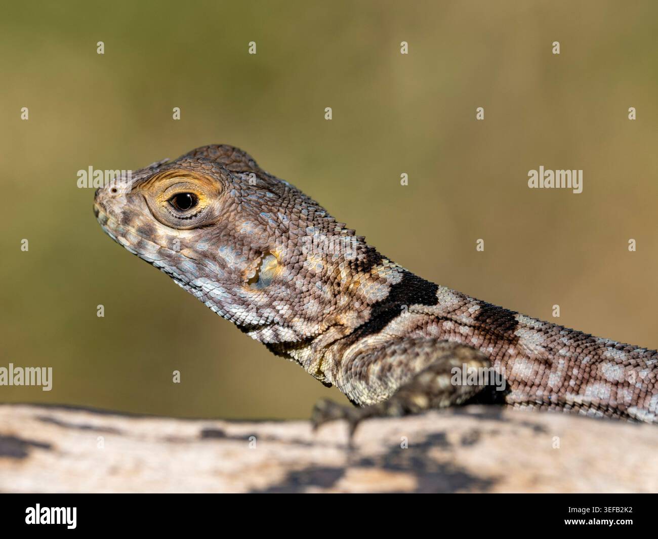 Cuviers Madagascar swift observed in natural habitat of Anjajavy Private Reserve Madagascar Stock Photo