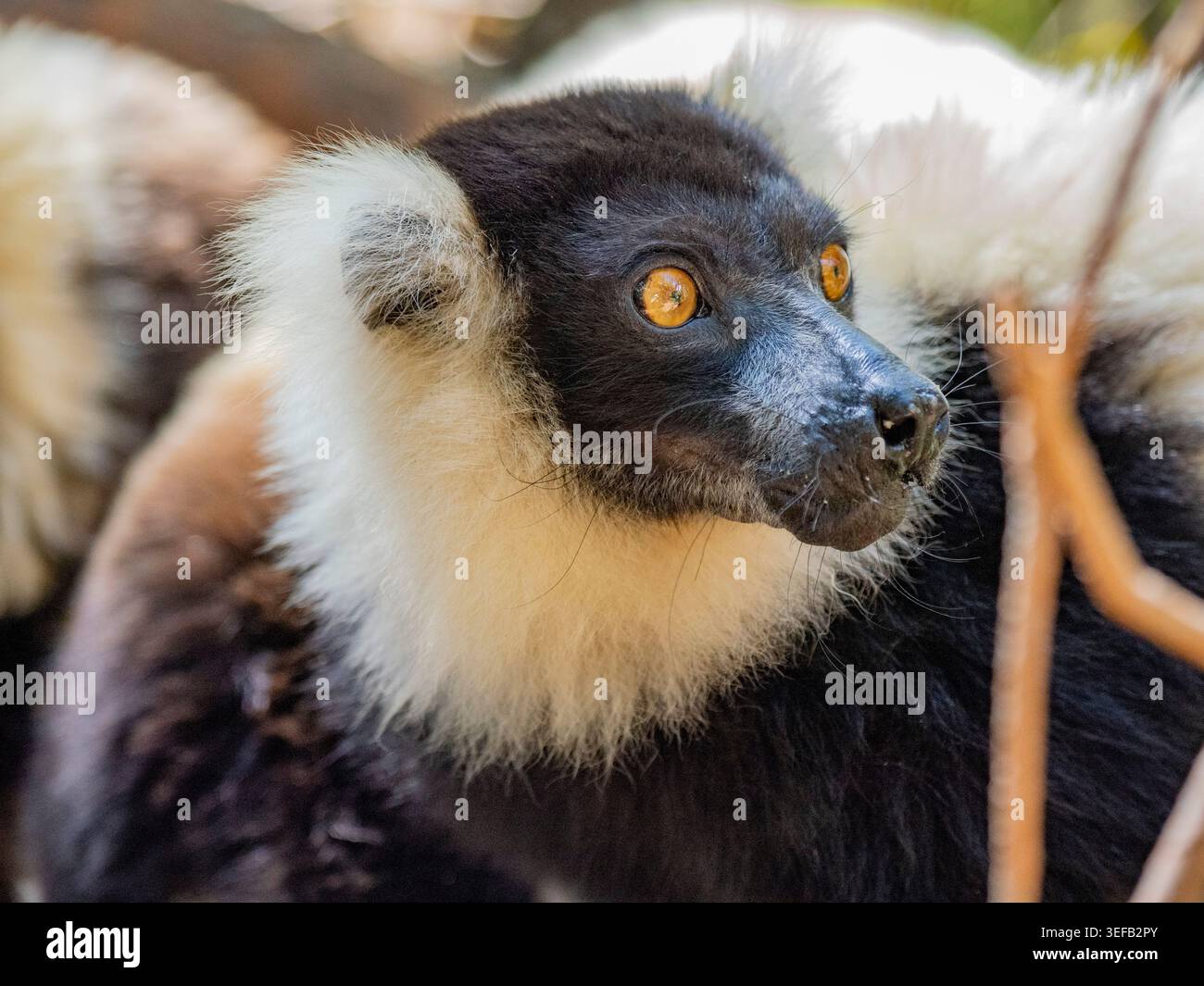 Captive black and white ruffed lemur with fur patterns in Lemur Park displaying alert expression during a sunny day in Madagascar Stock Photo