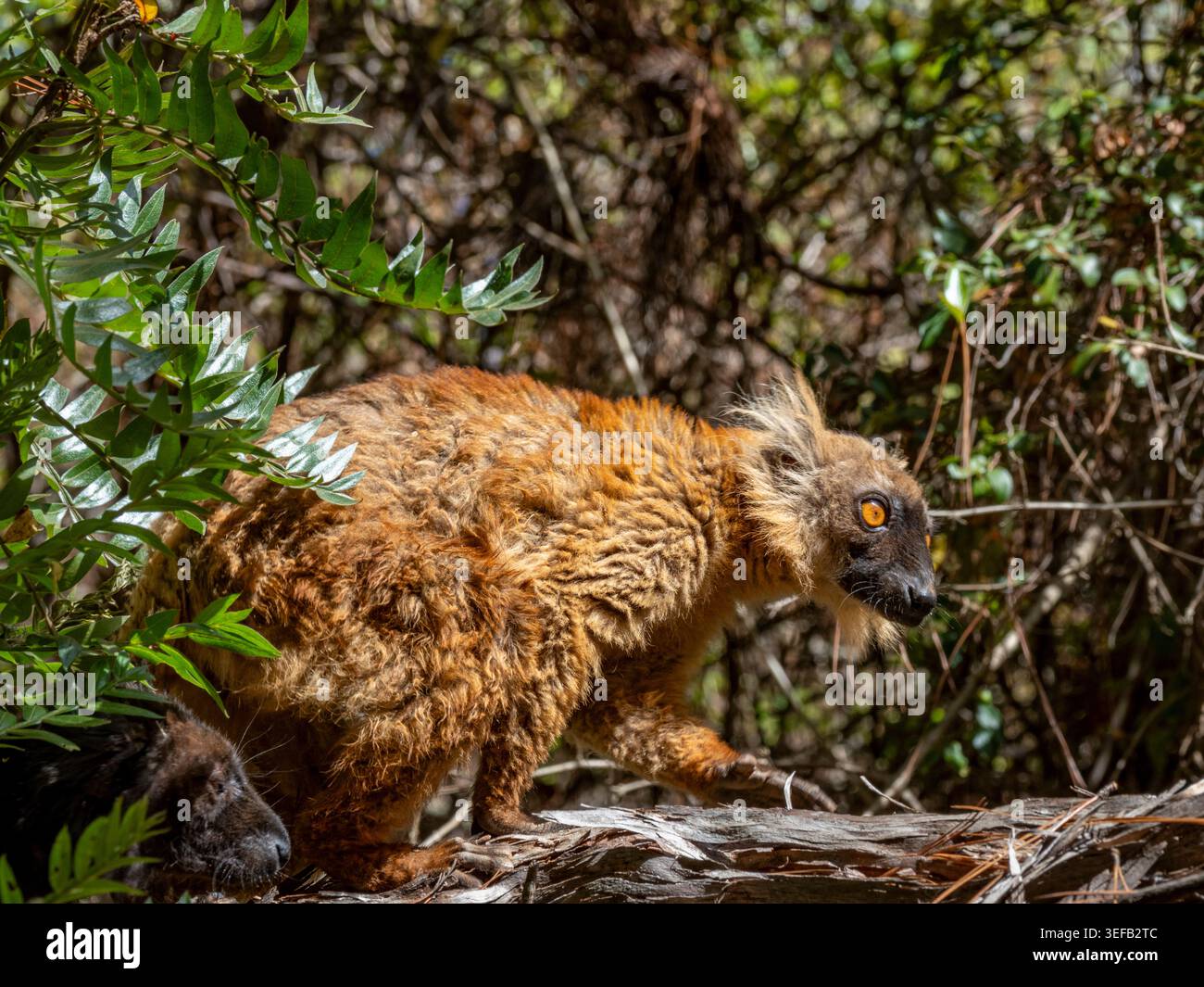 Young black lemur climbs in the trees at Lemur Park in Madagascar near Antanavarino Stock Photo