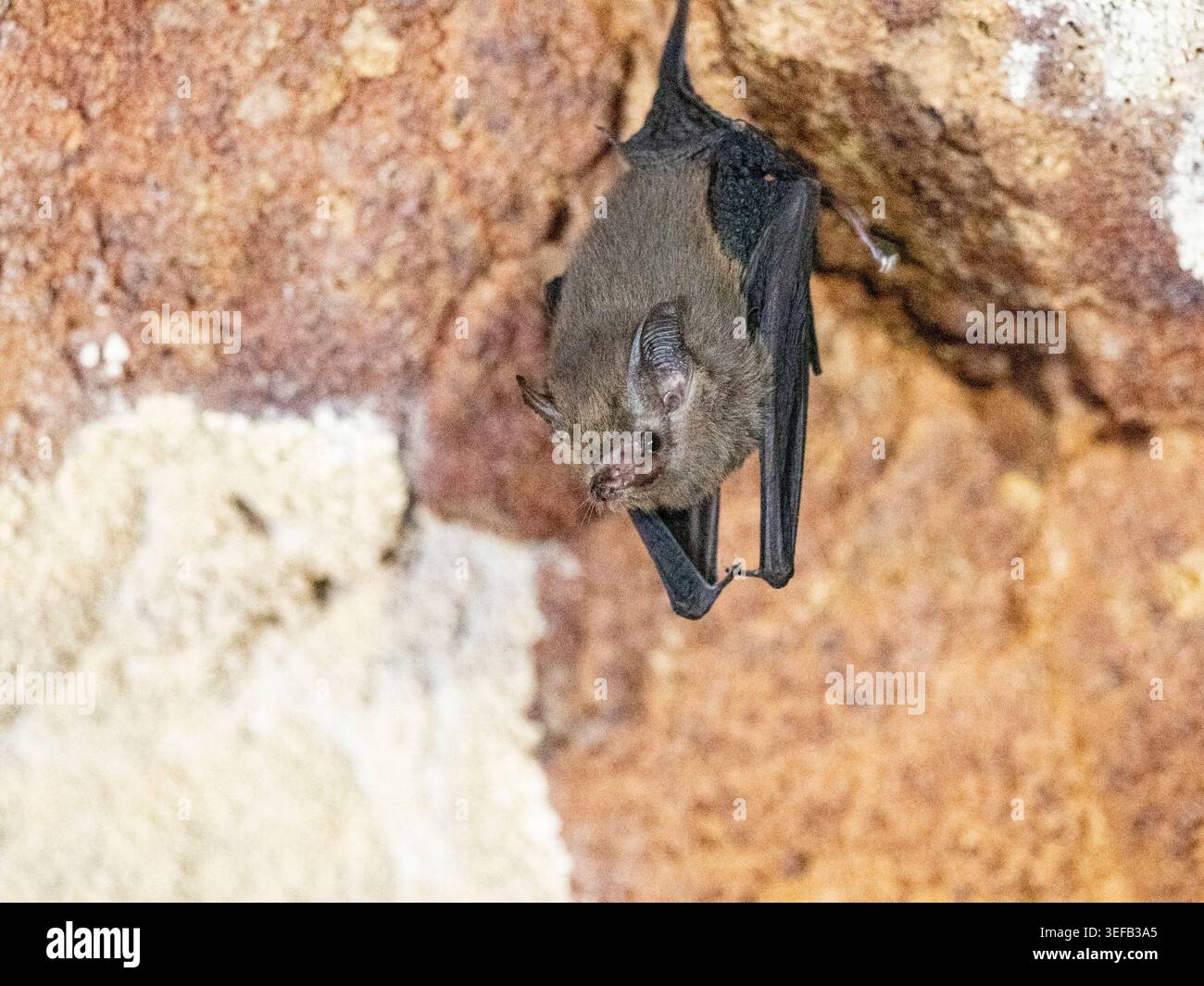 Roosting western sheath-tailed bat in Sakalavas Cave in Madagascar ...