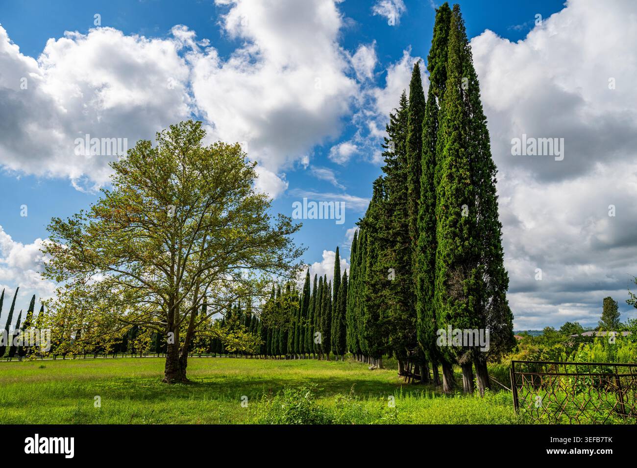 Pine tree alley in a lush field under a blue sky with clouds in Abkhazia, Russia Stock Photo