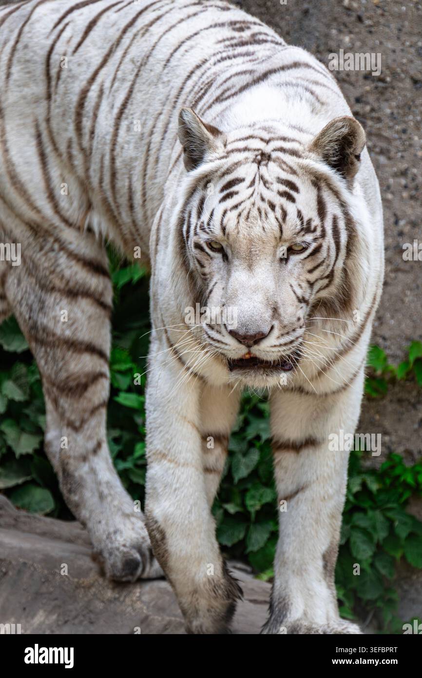 Beijing, China - May 13 2026: Majestic white Bengal tiger walking on ...