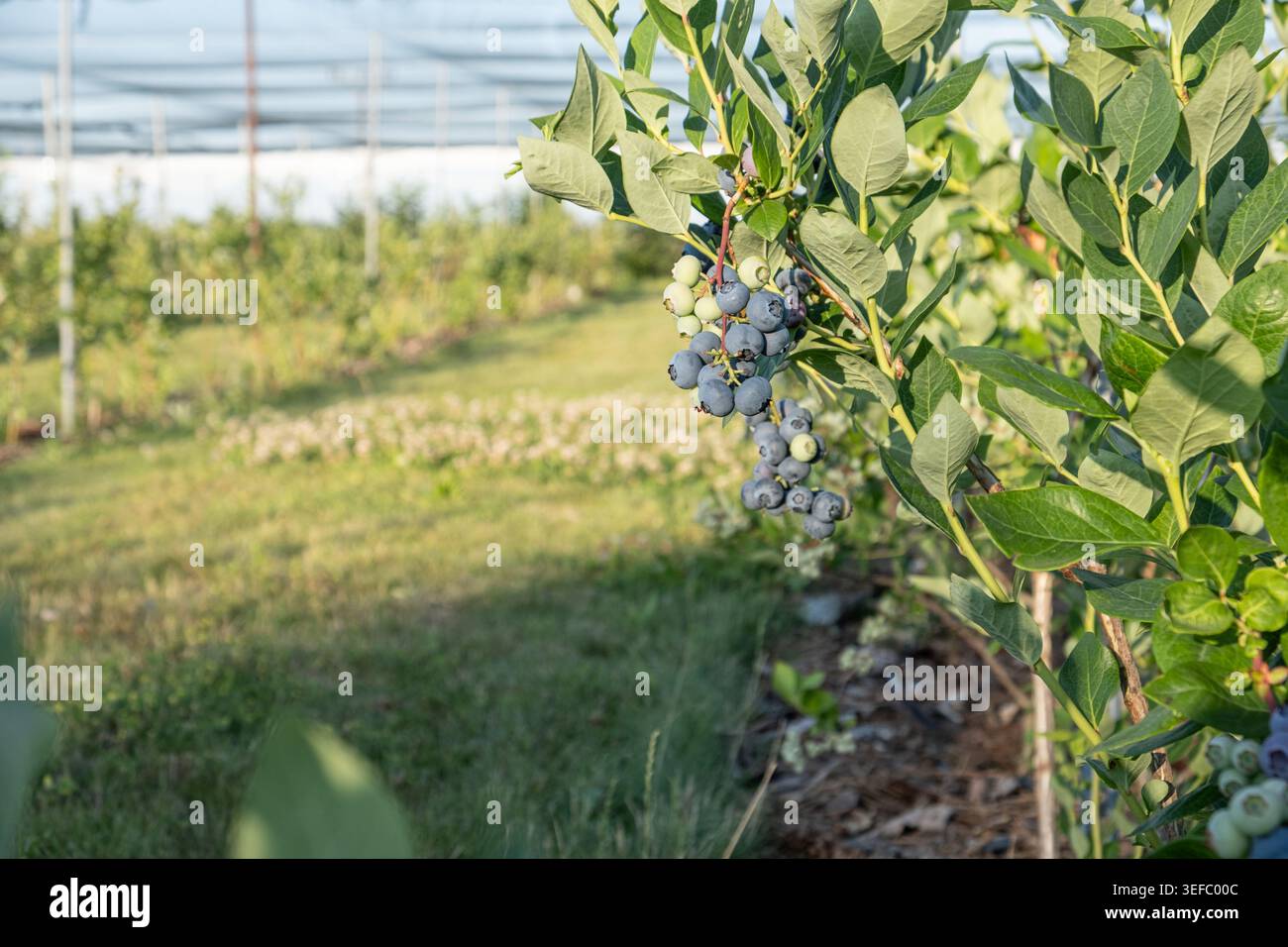 Blueberries grow on a bush in a field, cultivated as part of a farming ...
