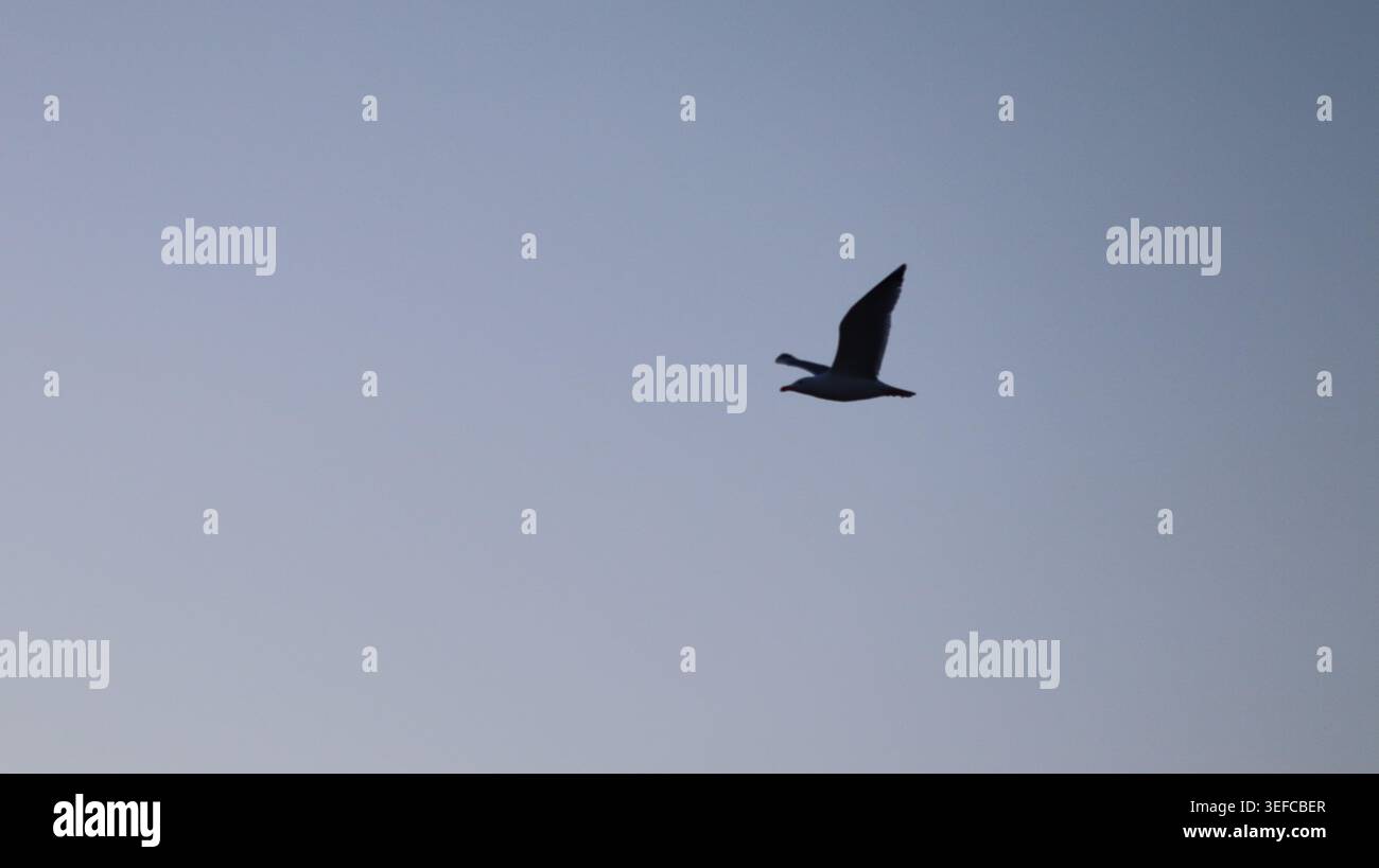 A single solitary seagull soaring gracefully high across a clear blue-grey twilight gradient sky. Stock Photo