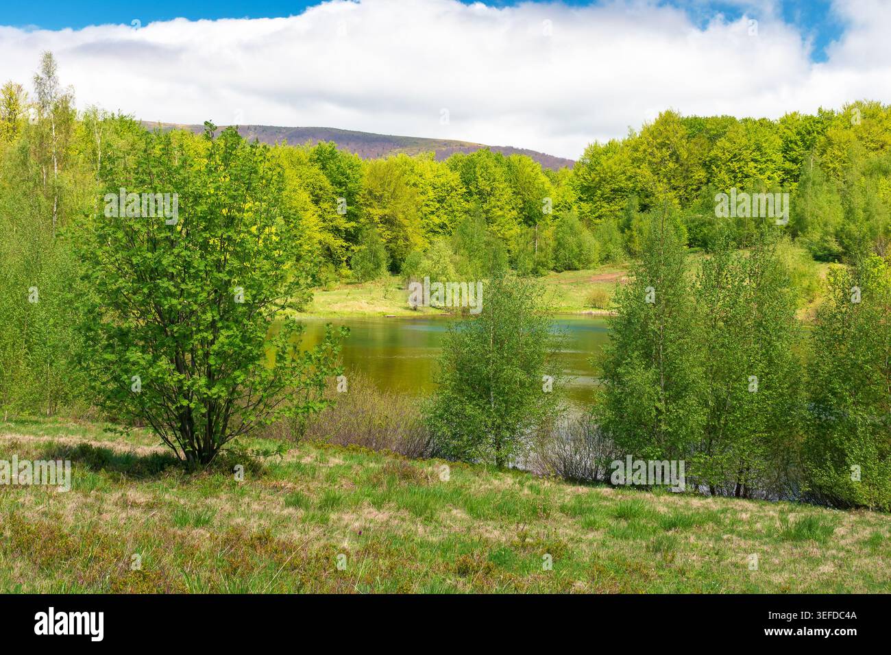 landscape by the lake at noon. deciduous forest near the glacial lake velyke trostya. view of primeval forest of carpathian mountains of ukraine in sp Stock Photo