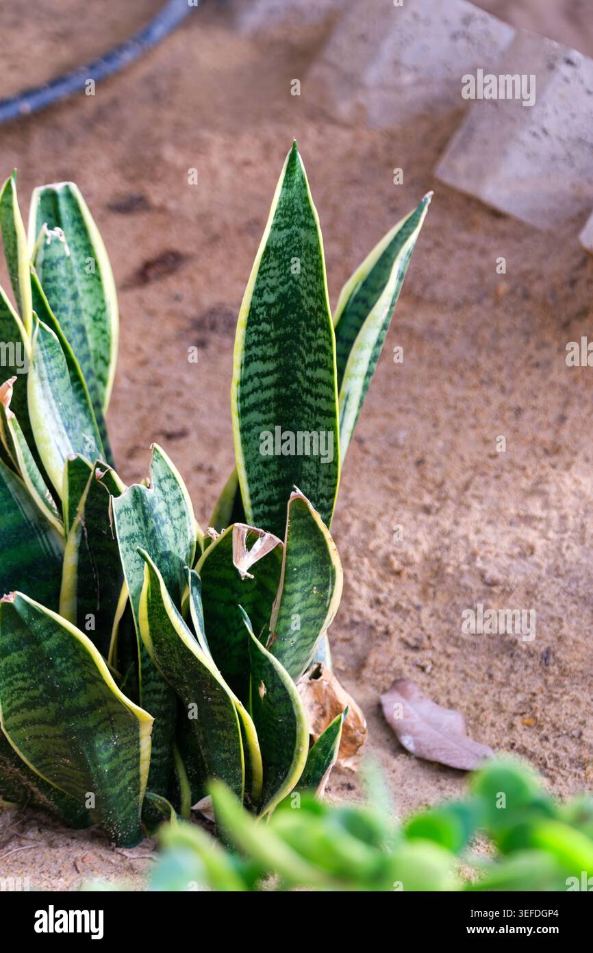 Dracaena trifasciata hi-res stock photography and images - Alamy