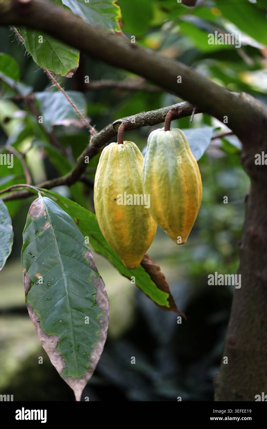Cacao Tree, Cocoa Tree or Chocolate Nut Tree Pod, Theobroma cacao ...