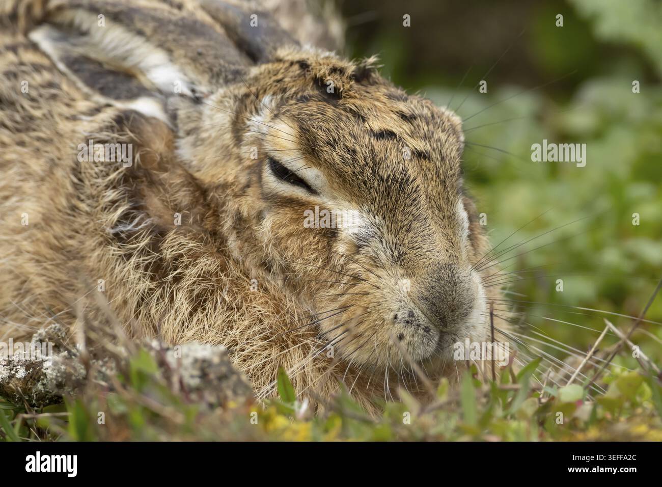 Jackrabbit sleep hi-res stock photography and images - Alamy