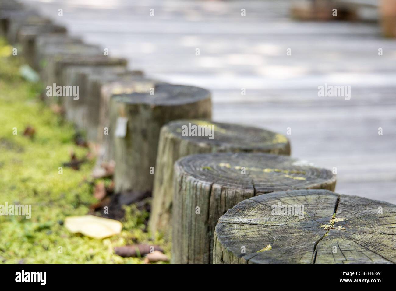 Path Forming Row of weathered wooden log stumps forming garden path border with ...