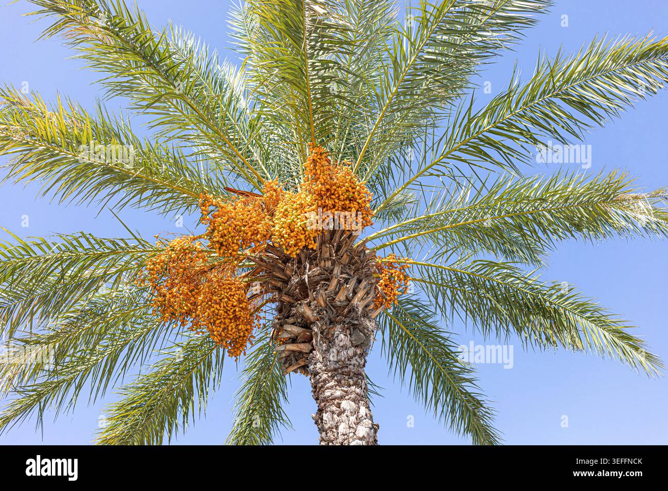 Palm tree green foliage and orange fruit exotic tree hi-res stock