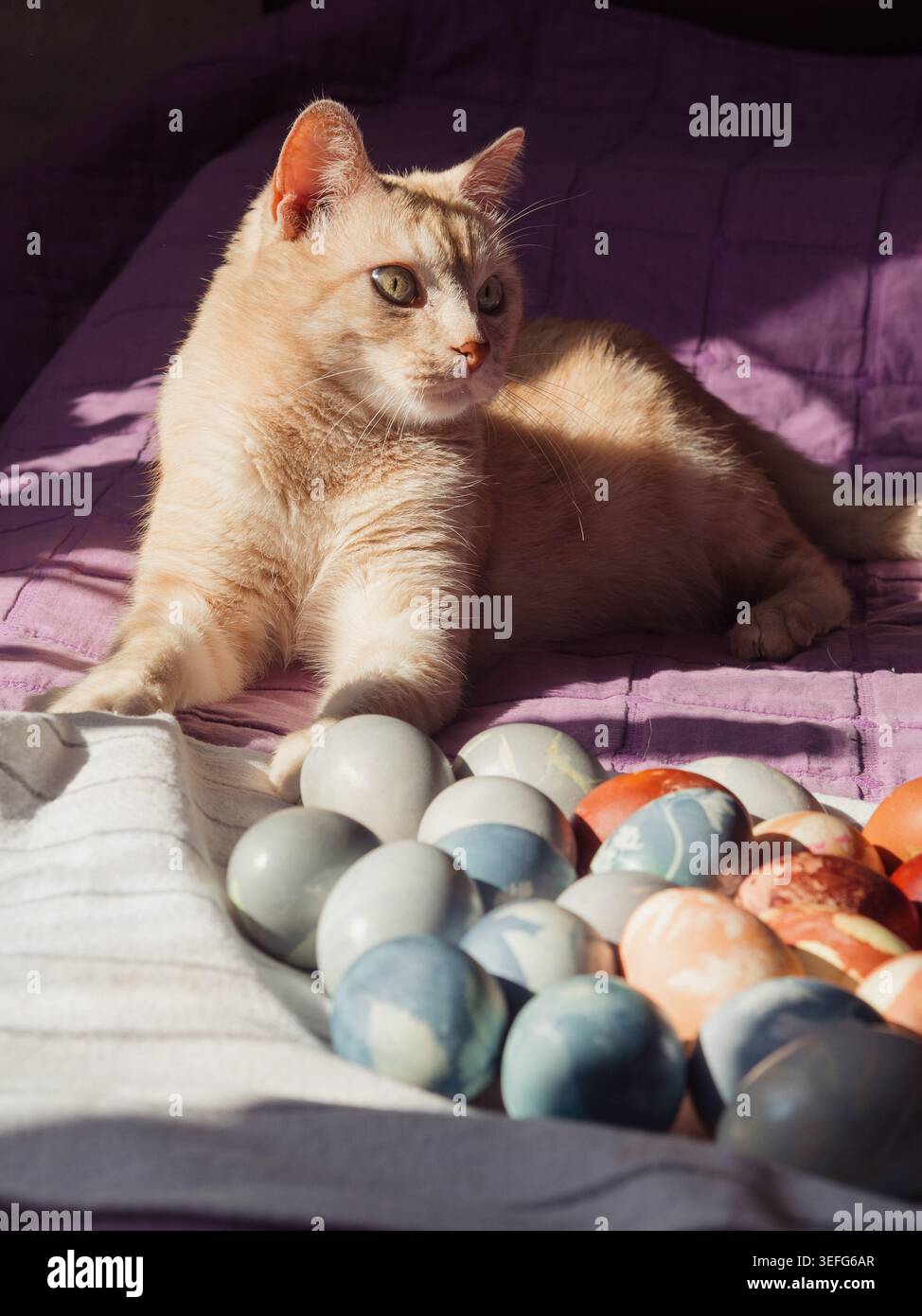 Cat Guarding Dyed Easter Eggs on White Linen On Sunlit Bed Stock Photo