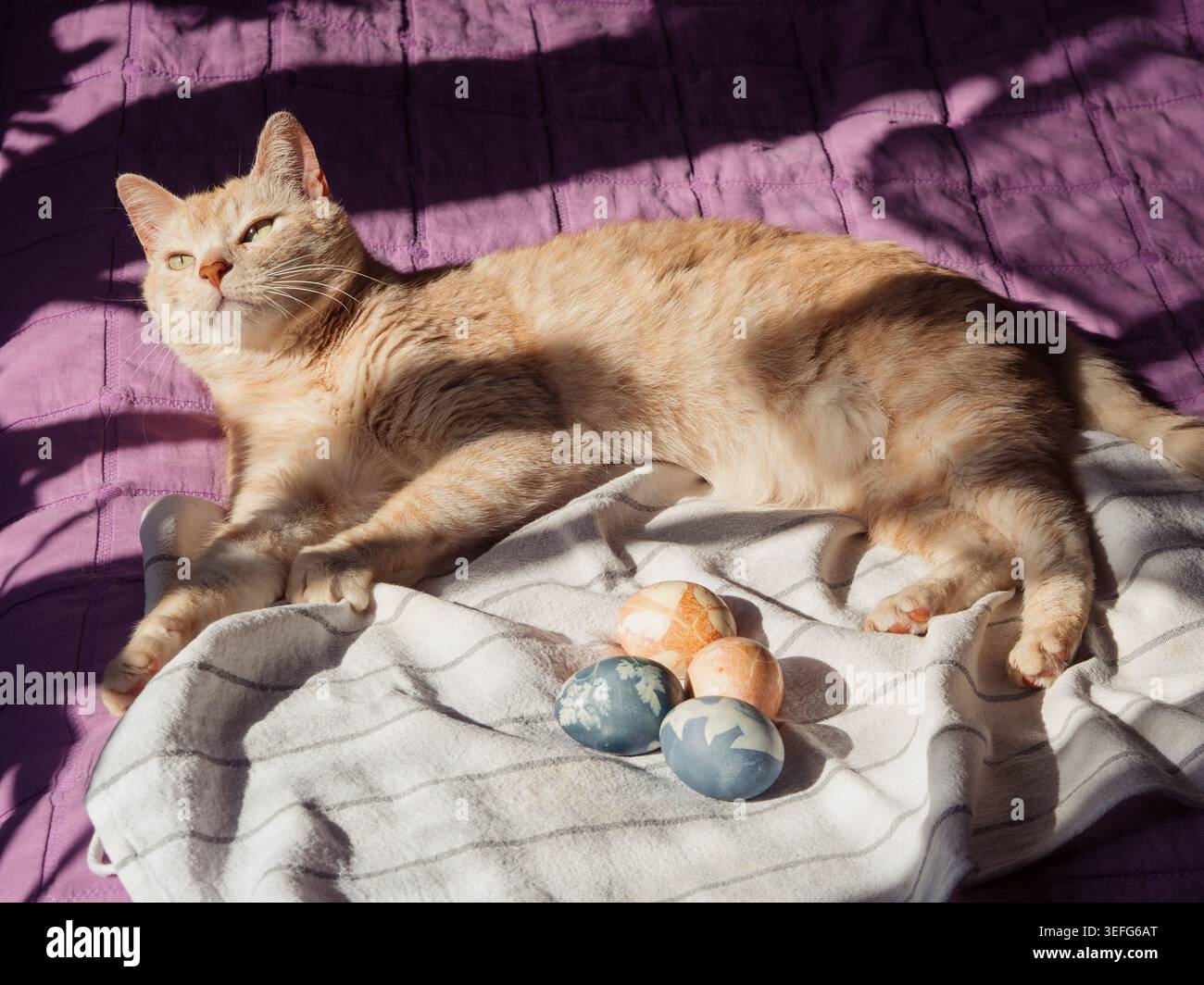 Beige Tabby Cat Guarding Dyed Easter Eggs on On Sunlit Bed Stock Photo