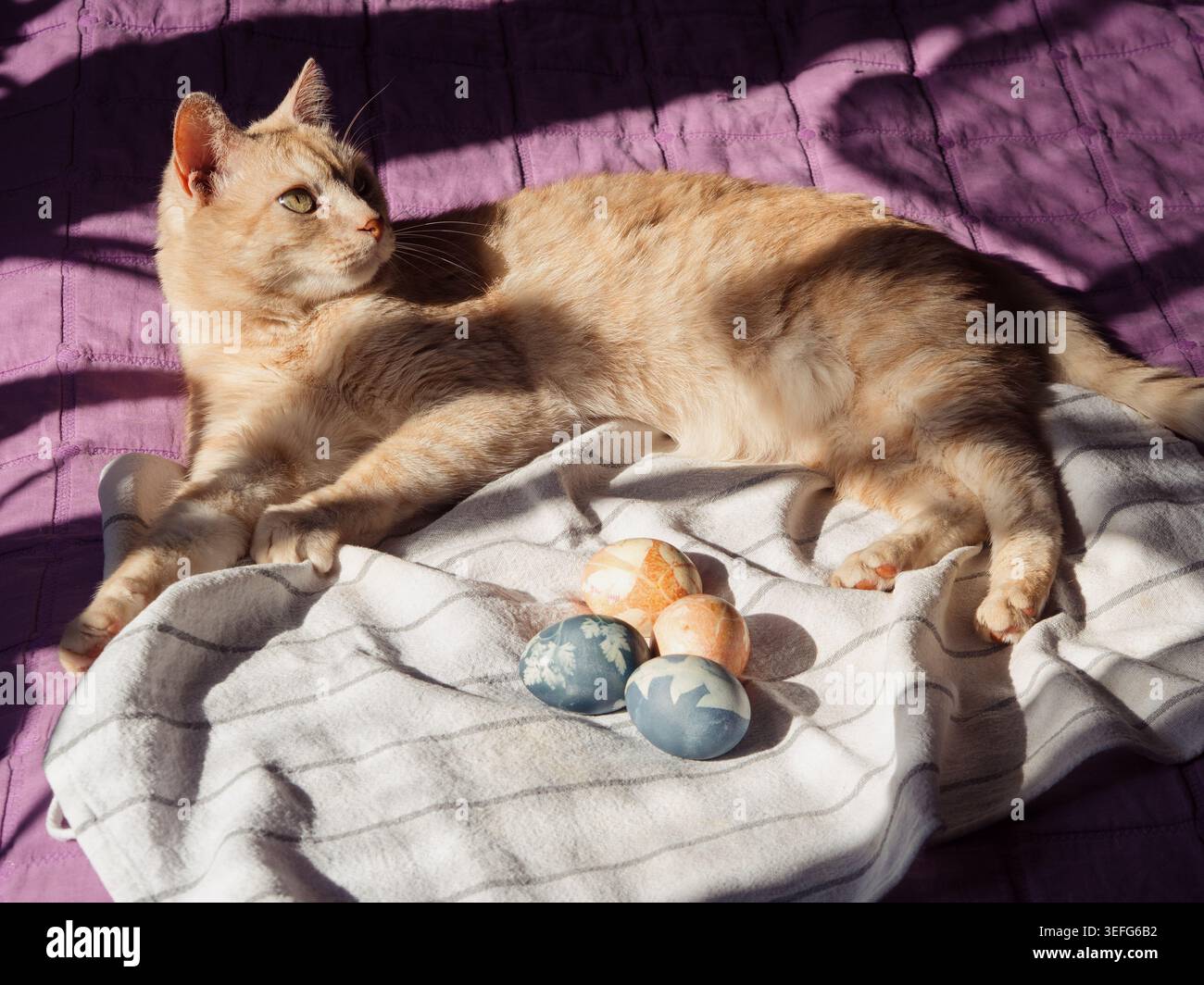 Cat Guarding Dyed Easter Eggs on White Linen On Sunlit Bed Stock Photo
