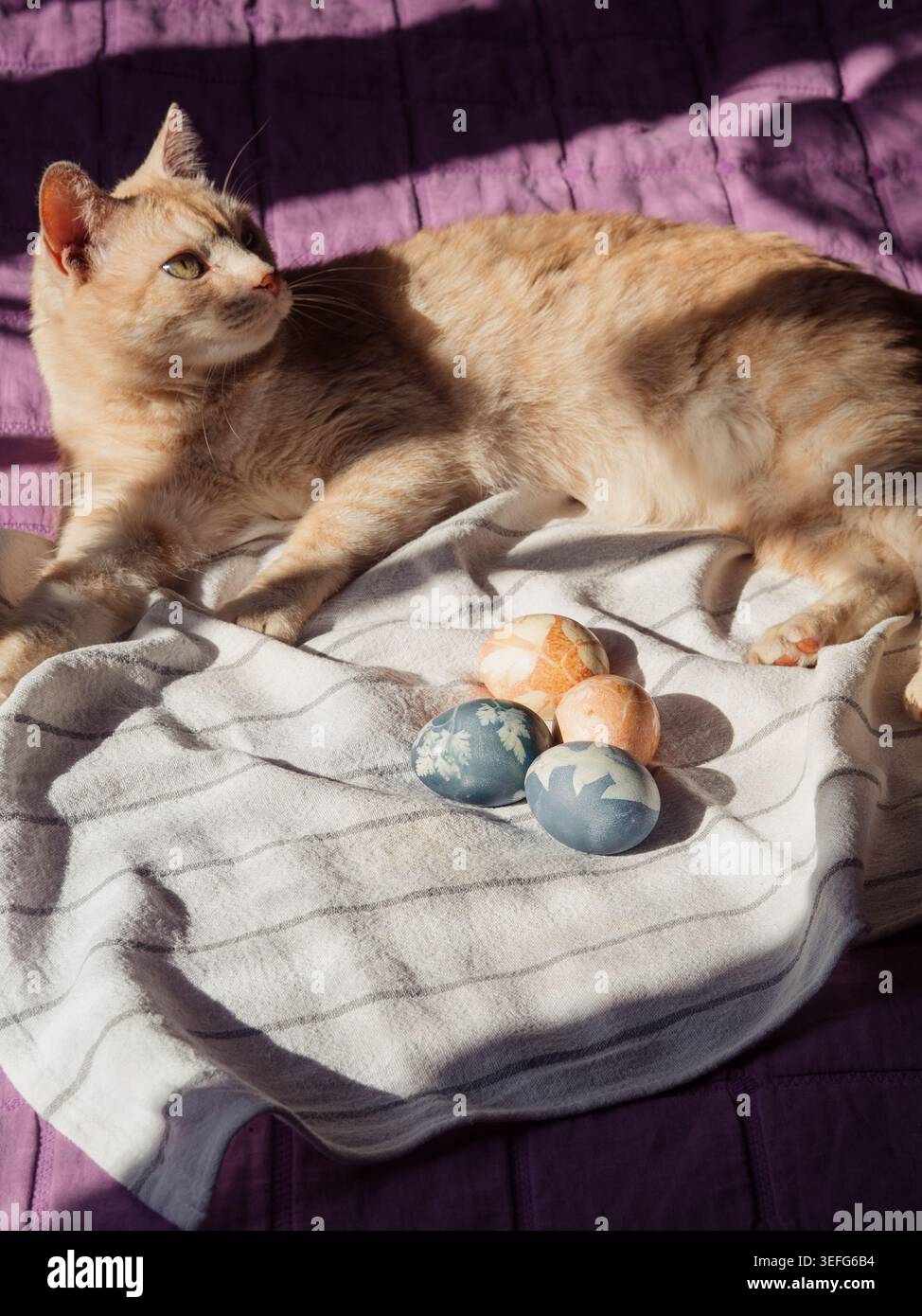 Cat Guarding Dyed Easter Eggs on White Linen On Sunlit Bed Stock Photo