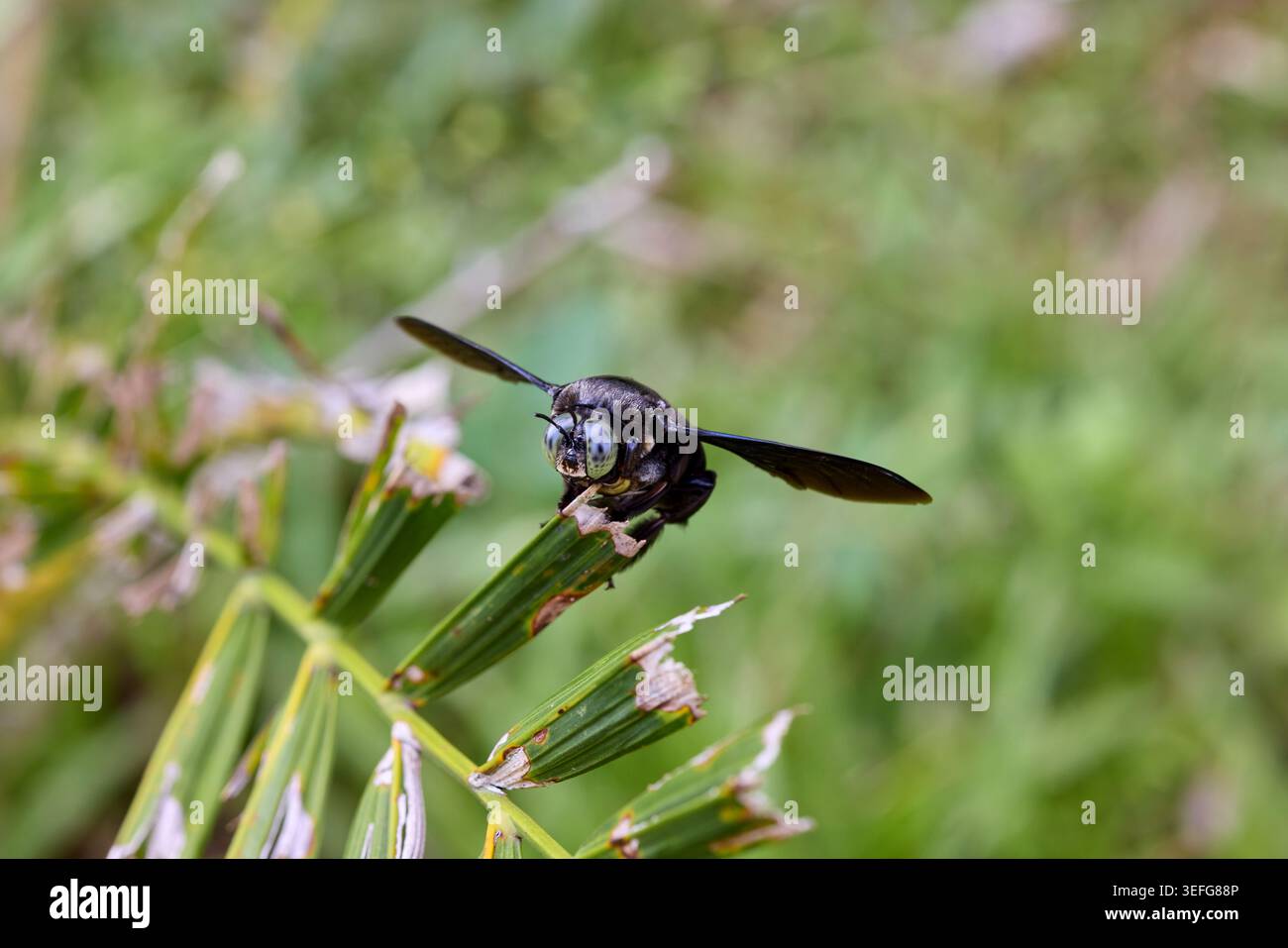 Carpenter Bee perching on leaf Stock Photo