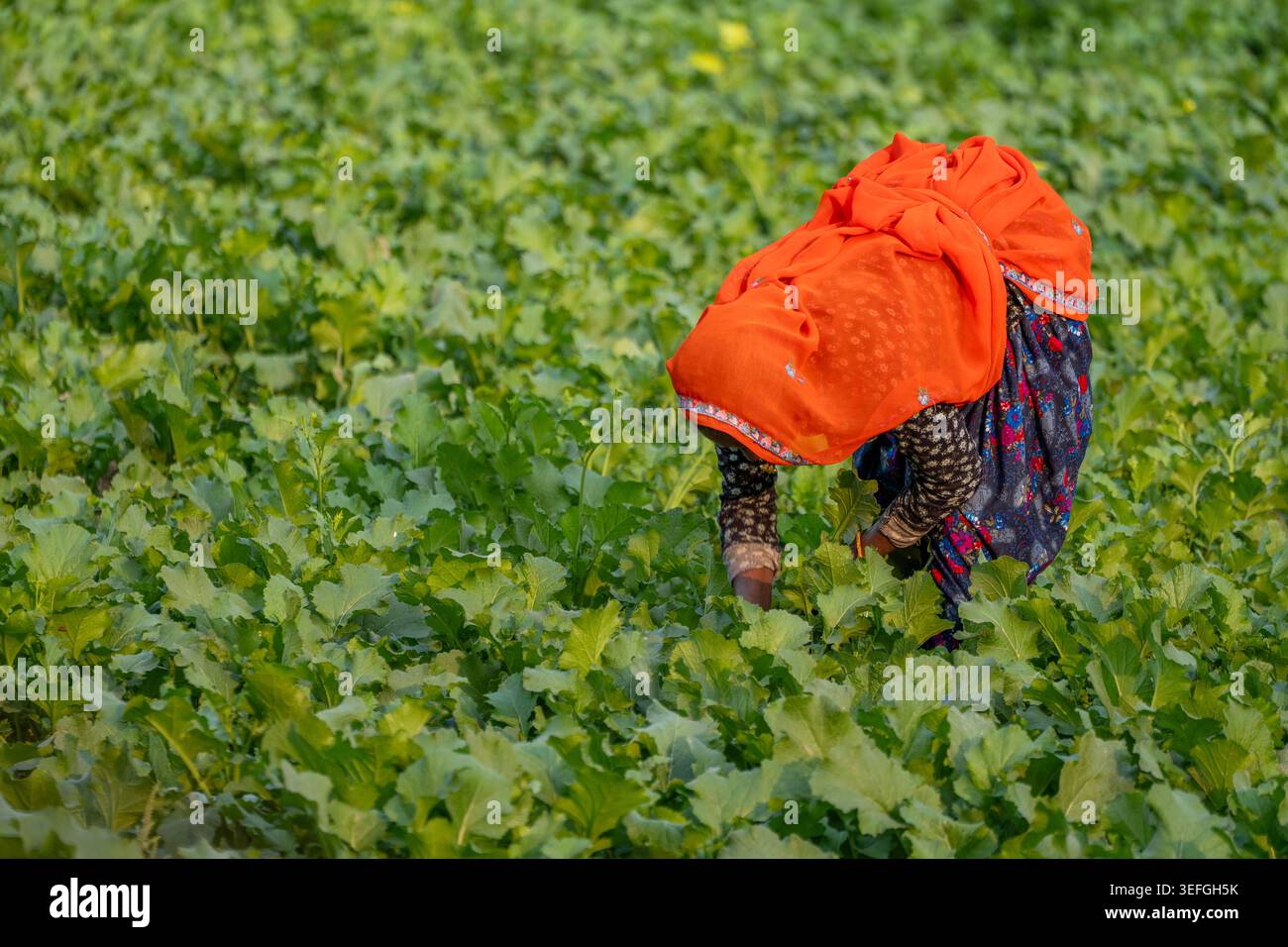 Female Farmer in field Stock Photo