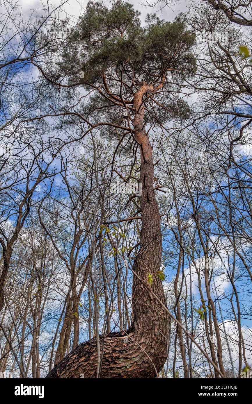 Old and tall pine tree in the forest. Stock Photo