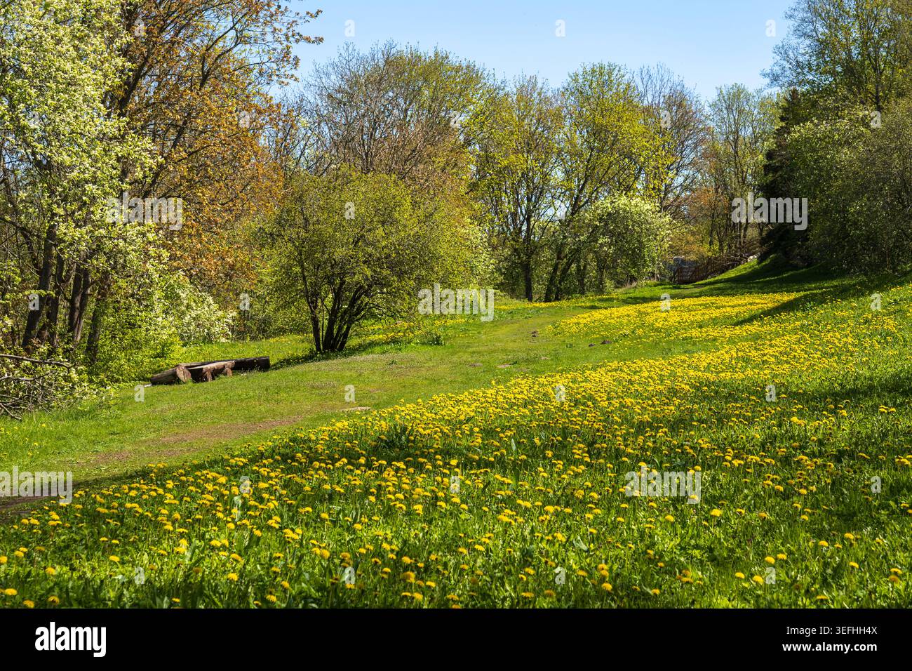 Meadow with dandelion flowers blooming in spring. Stock Photo