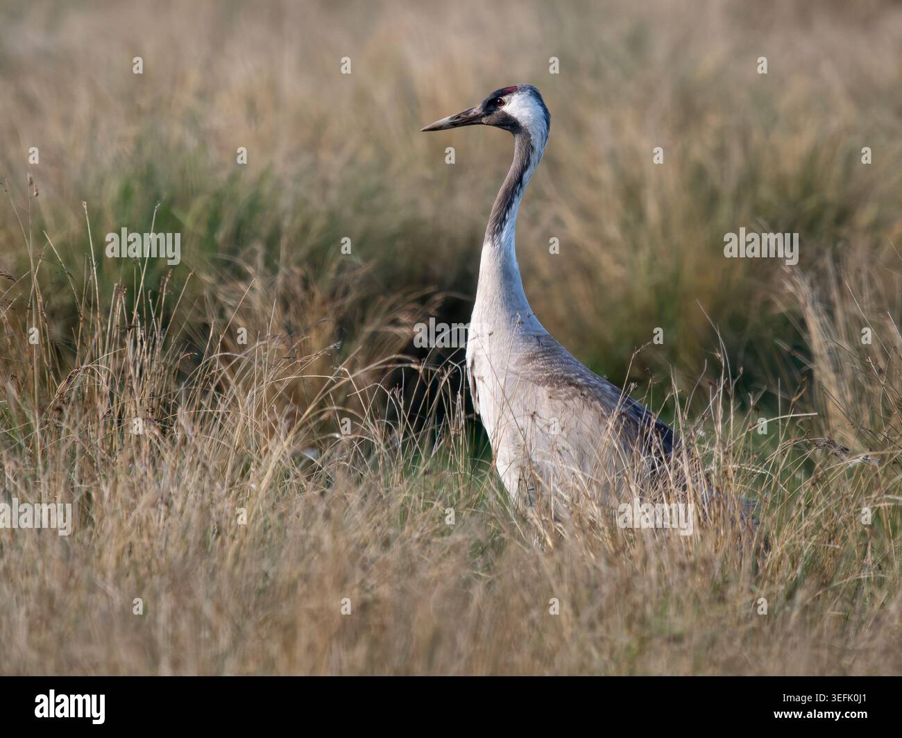 Adult Common Crane (Grus grus), Cambridgeshire Fens, England Stock Photo