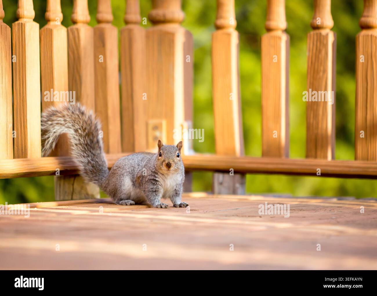 An Eastern Gray Squirrel (Sciurus carolinensis) sitting on a wooden deck in a backyard Stock Photo