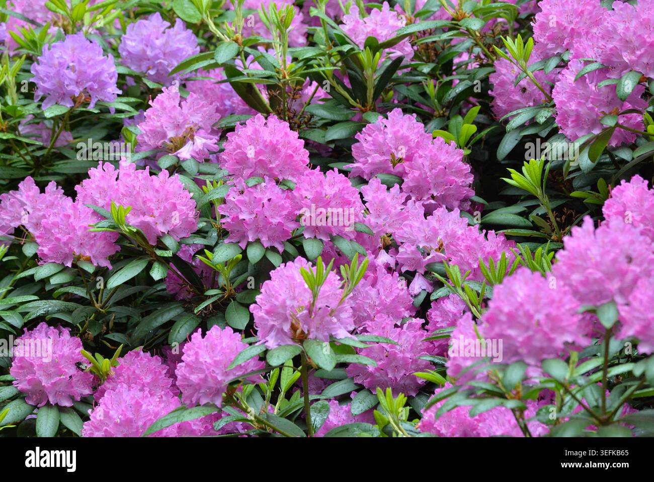 Rhododendron scotland hi-res stock photography and images - Alamy
