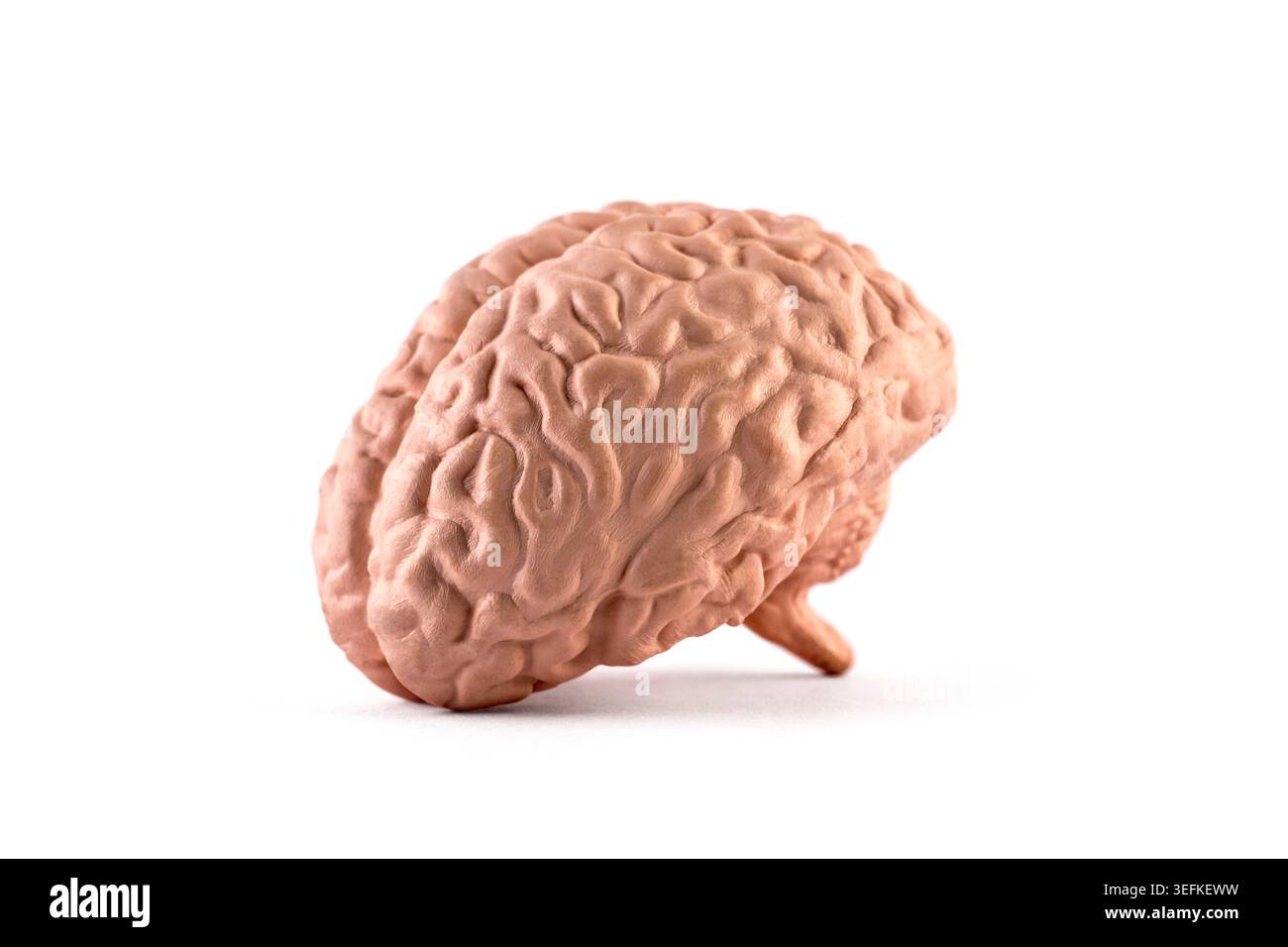 Human brain model isolated on white background with clipping path Stock Photo