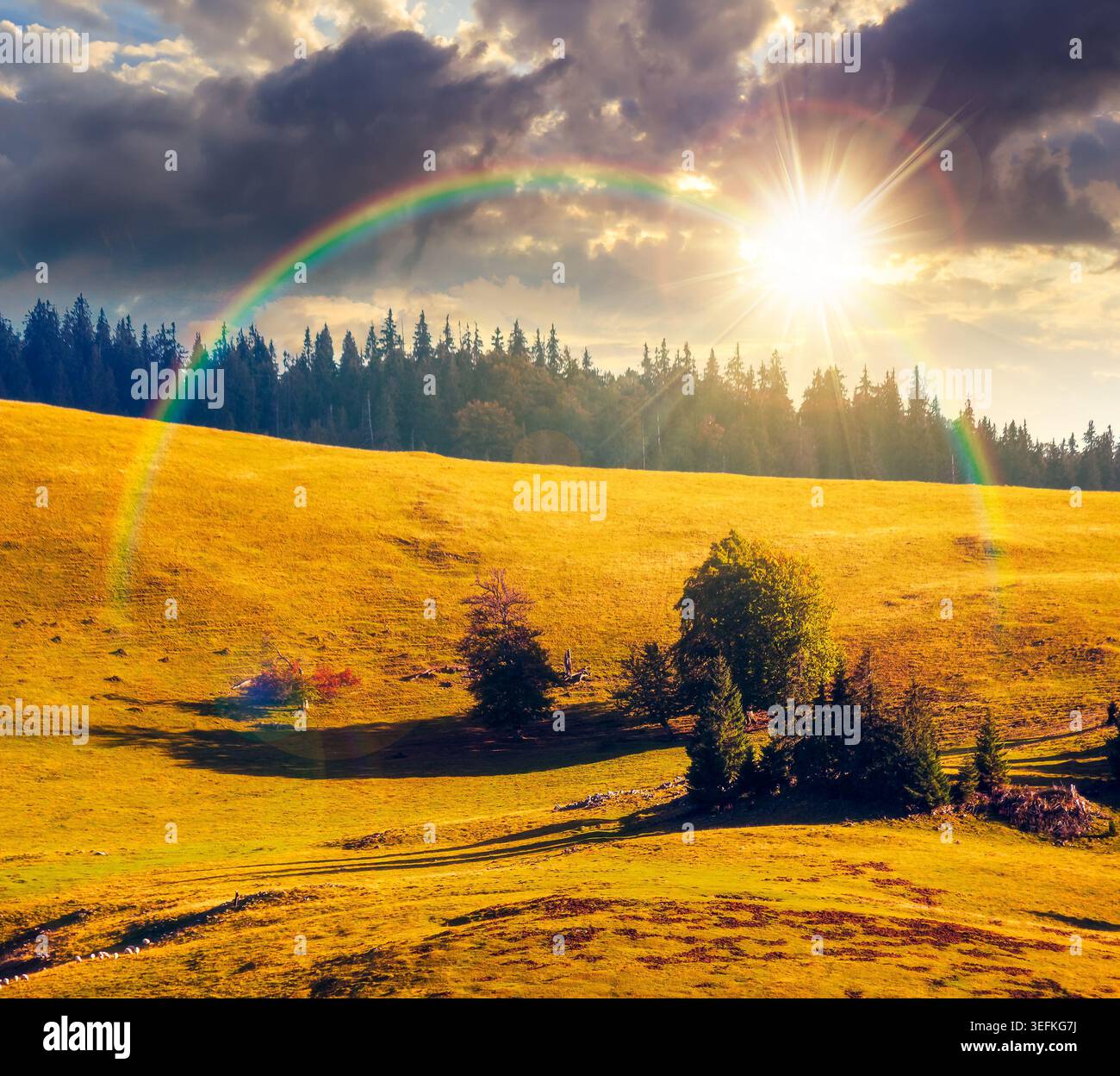 sunset over hillside of mountain range with coniferous forest and meadow under the rainbow. wonderful view of a grassy meadow on steep hill. nature ba Stock Photo