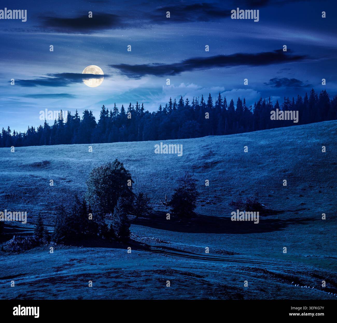 hillside of mountain range with coniferous forest and meadow at night. full moon over mysterious view of a grassy meadow on steep hill. nature backgro Stock Photo