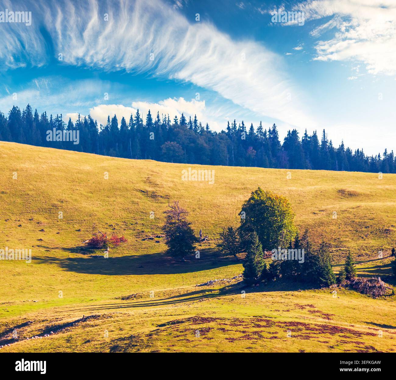 hillside of mountain range with coniferous forest and meadow. wonderful view of a grassy meadow on steep hill. nature background of apuseni natural pa Stock Photo