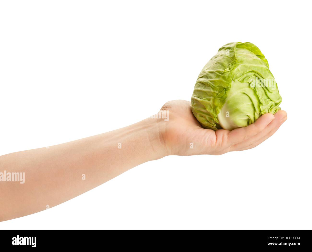 cabbage in hand path isolated on white Stock Photo