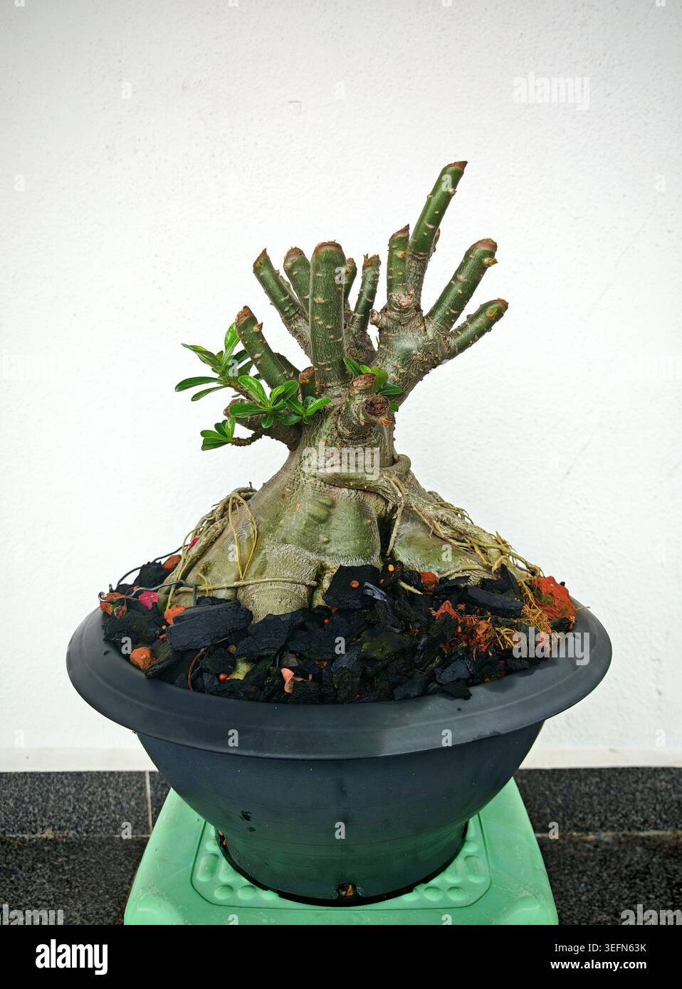 Adenium obesum bonsai hi-res stock photography and images - Alamy