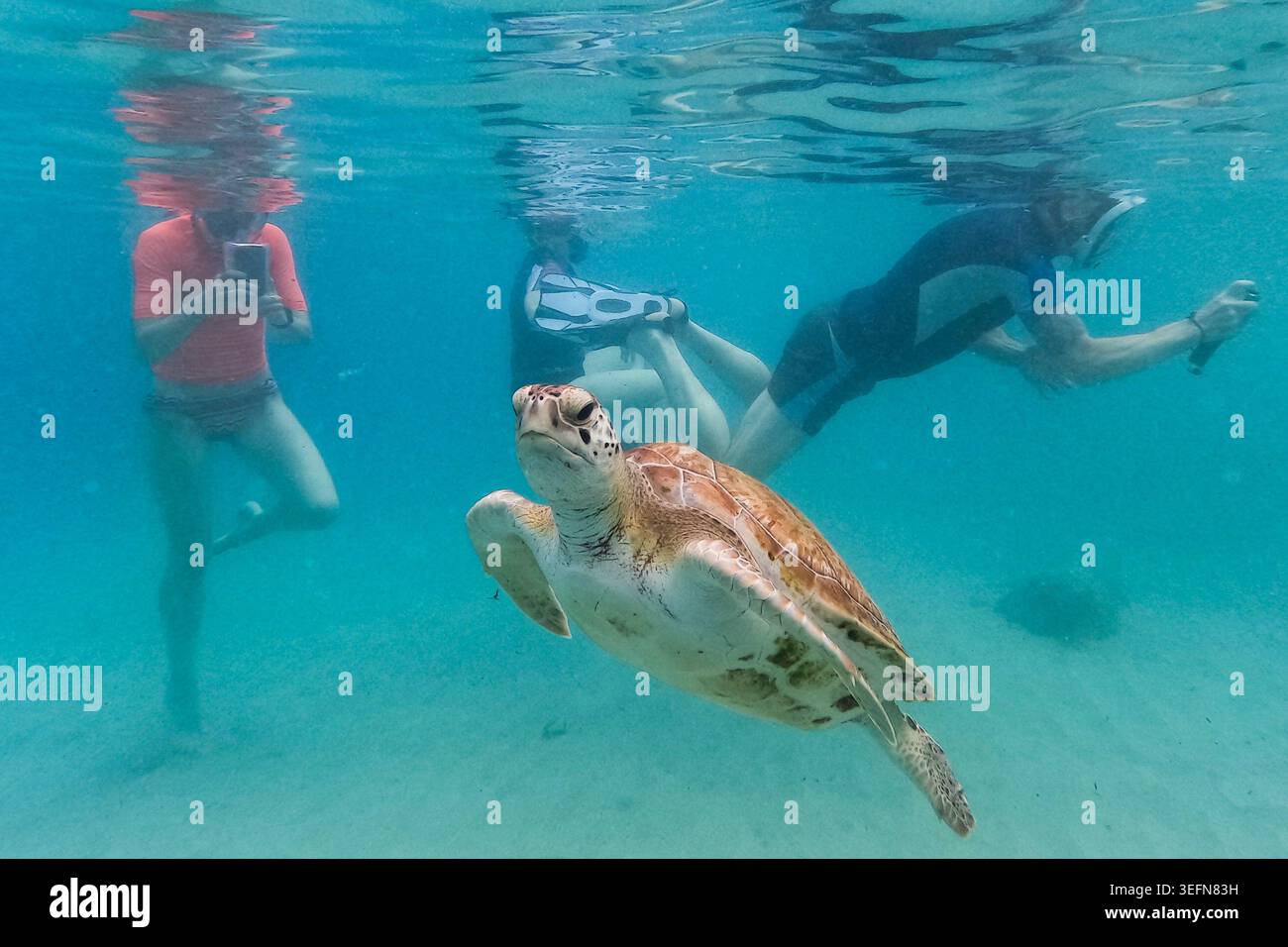 A sea turtle swims among tourists snorkeling at Piskado beach in ...