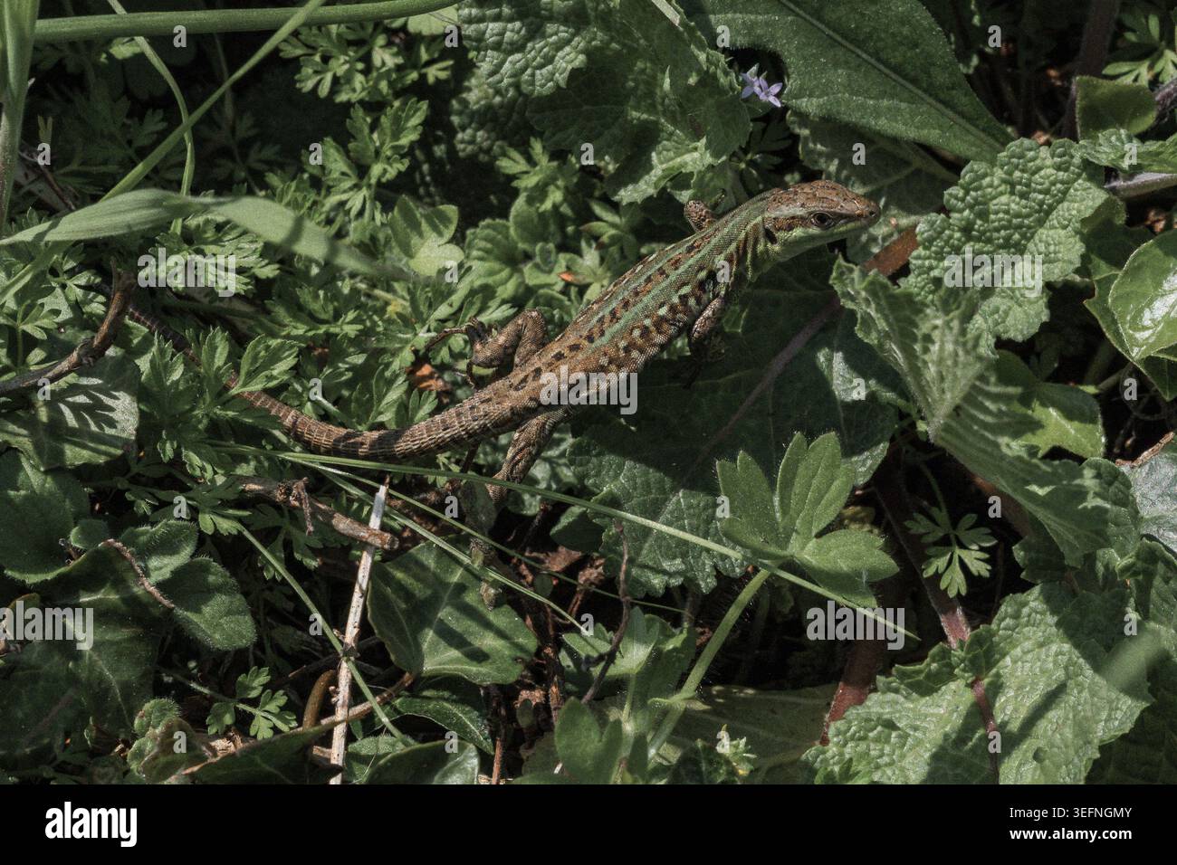 Lizard on a meadow with rocks and white daisies Stock Photo