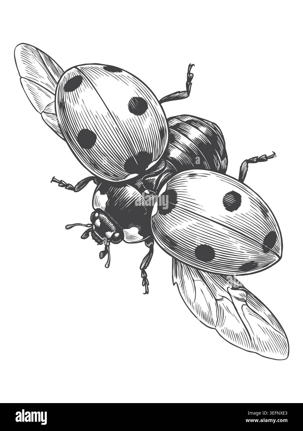 Beautifully rendered line drawing hi-res stock photography and images ...