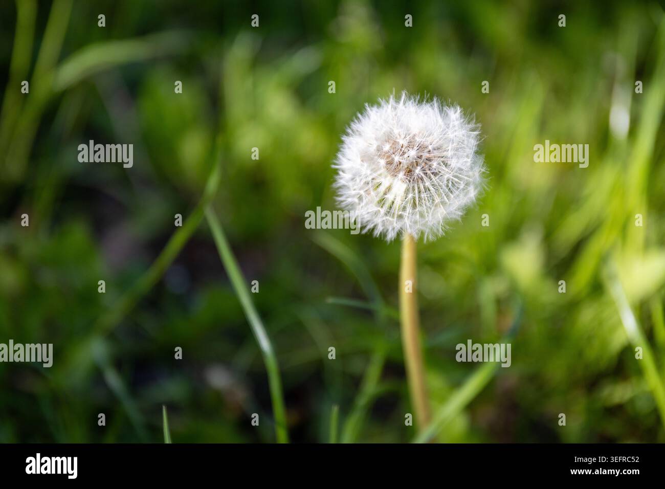 Dandelion on a sunny day. A complete white blowball with a blurred background. Stock Photo