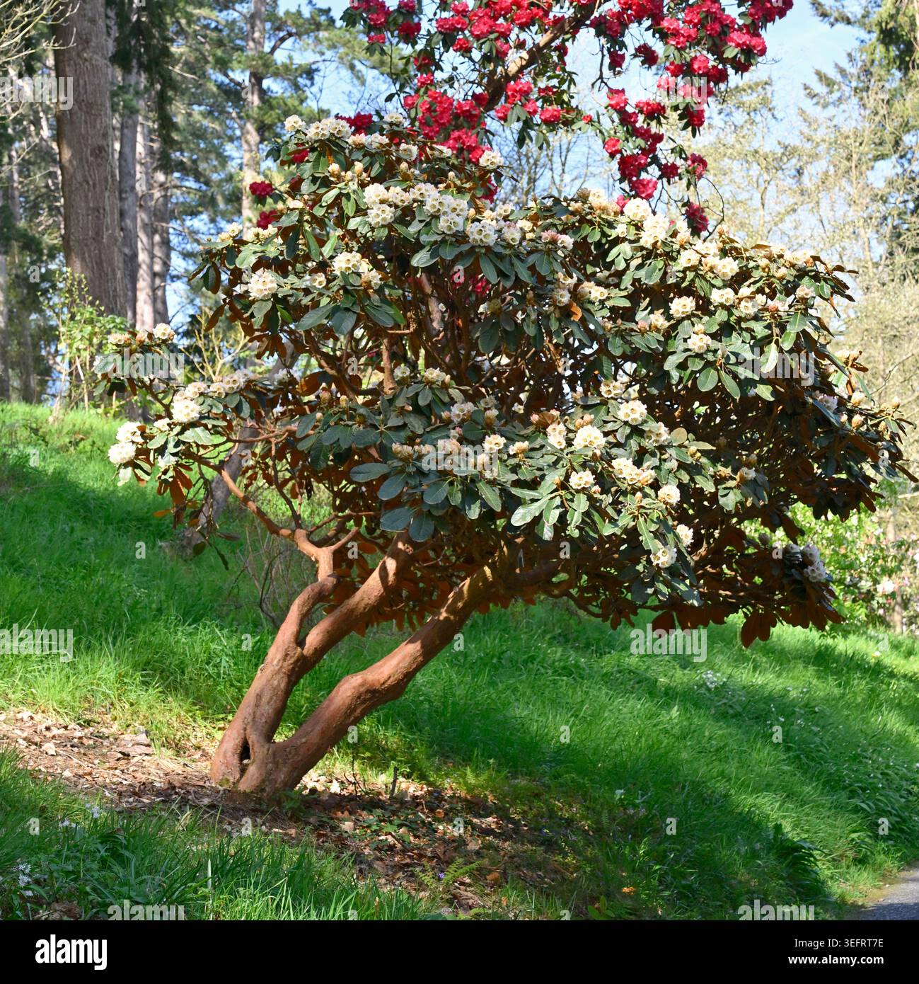 yaku rhododendron Yaku Angel
