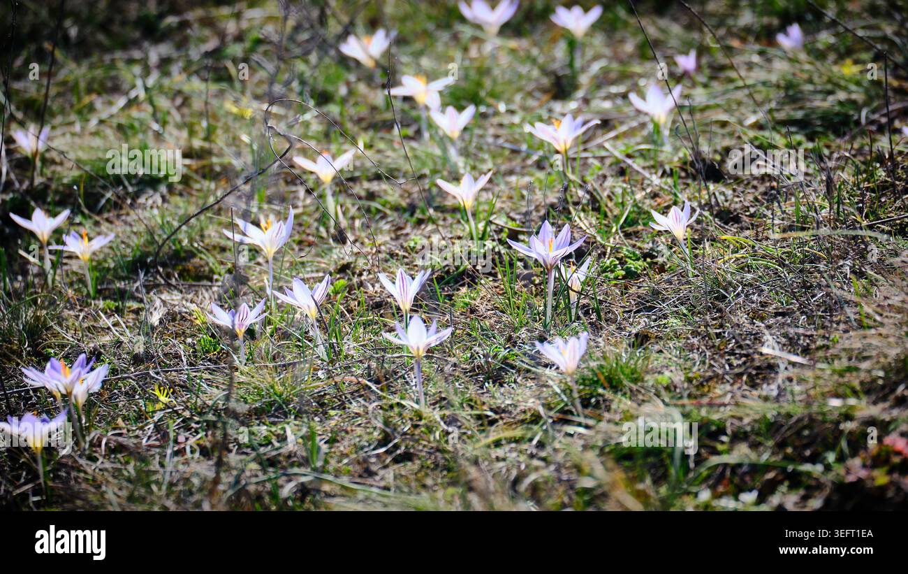 White Crocus Flowers Blooming in Spring Meadow Stock Photo