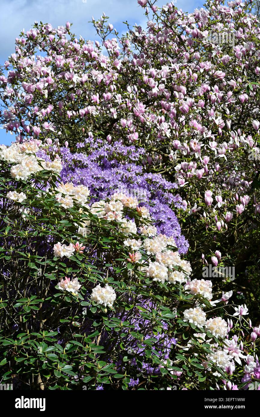 Evergreen shrubs garden border hi-res stock photography and images - Page 4  - Alamy