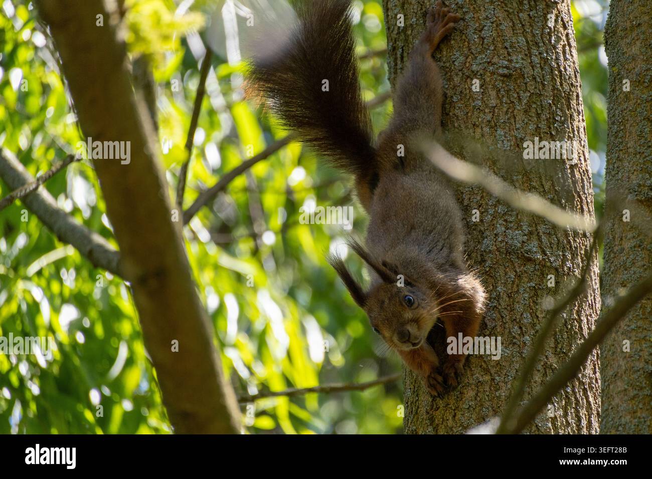 A squirrel hanging upside down from a tree looks into the camera Stock Photo