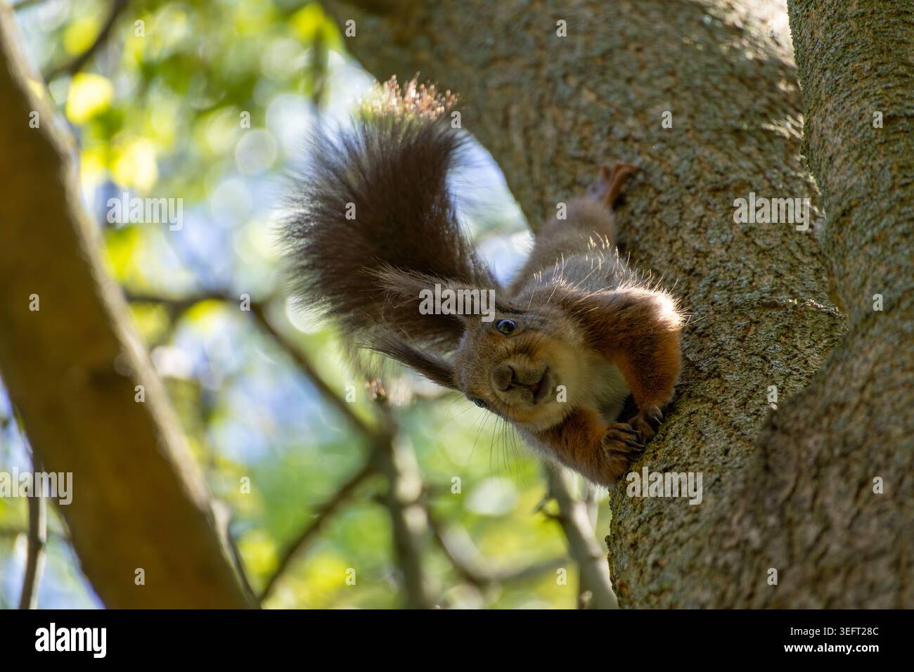 A squirrel hanging upside down from a tree looks into the camera Stock Photo