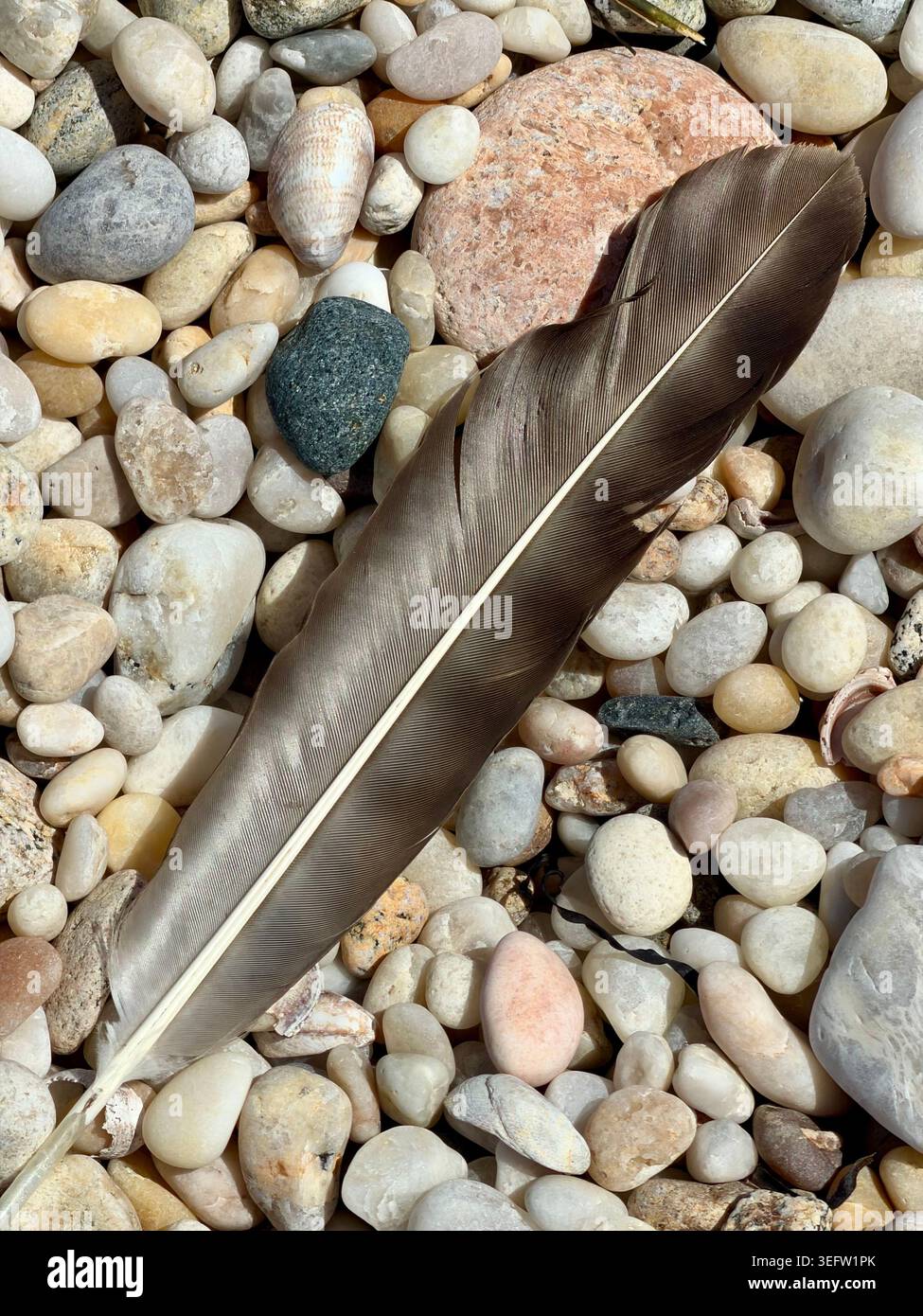 Bird’s feather on rocky beach, Orient Point, New York - Smartphone Captured Stock Image