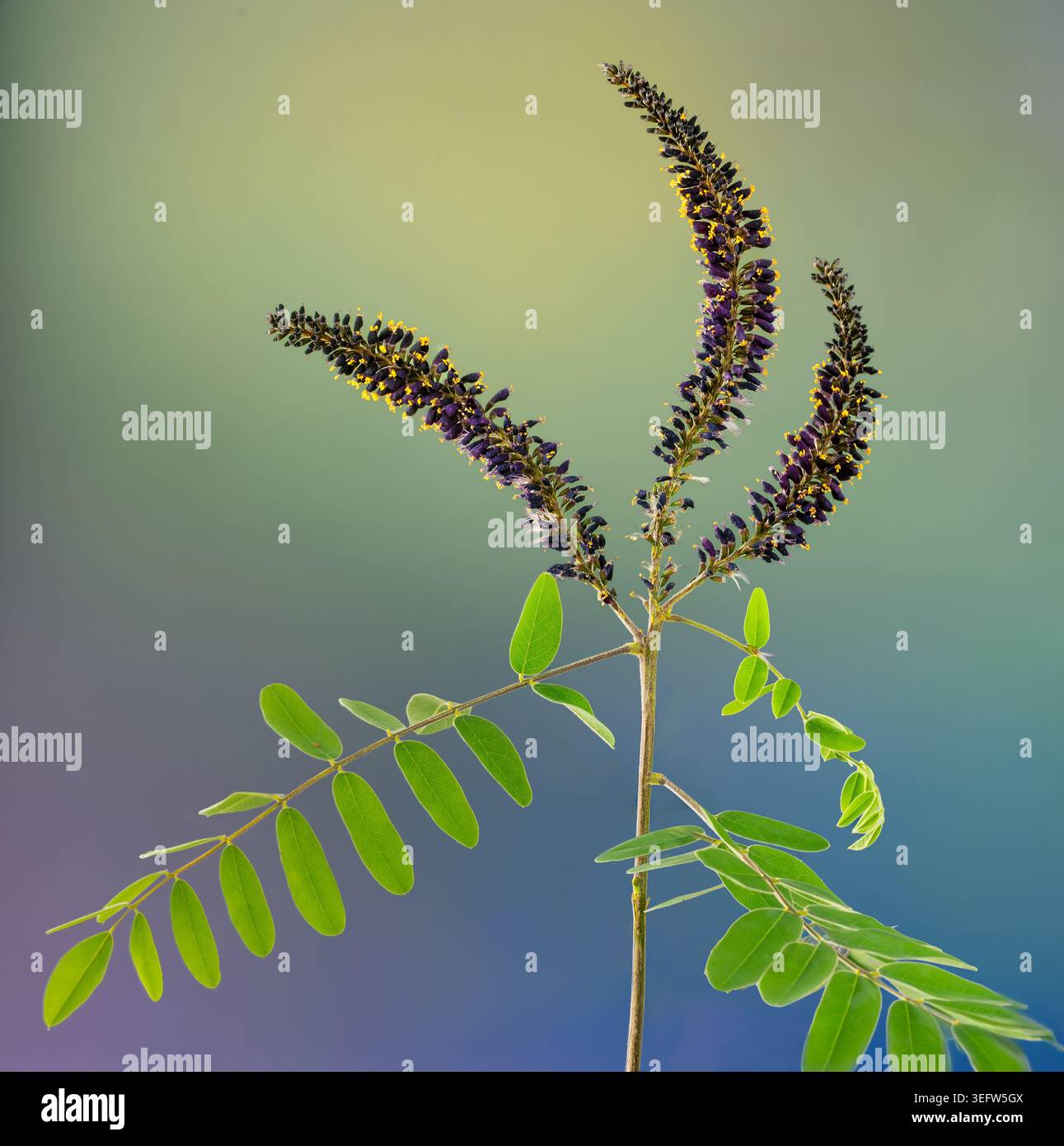 Indigo Clusters Flower clusters and compoound leaves of false indigo bush (Amorpha ...