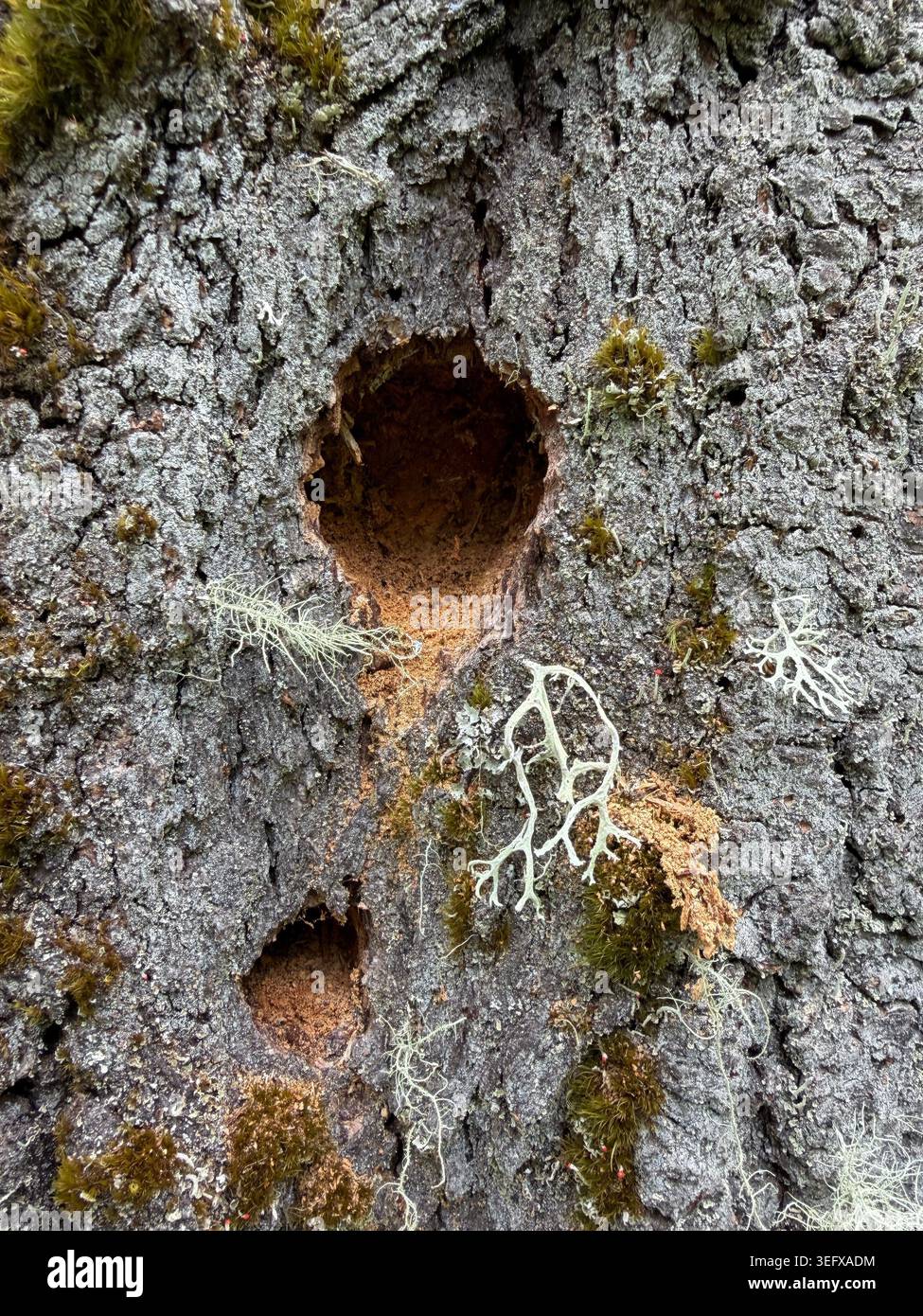 Holes in the trunk of a tree covered in moss and lichen. Stock Photo