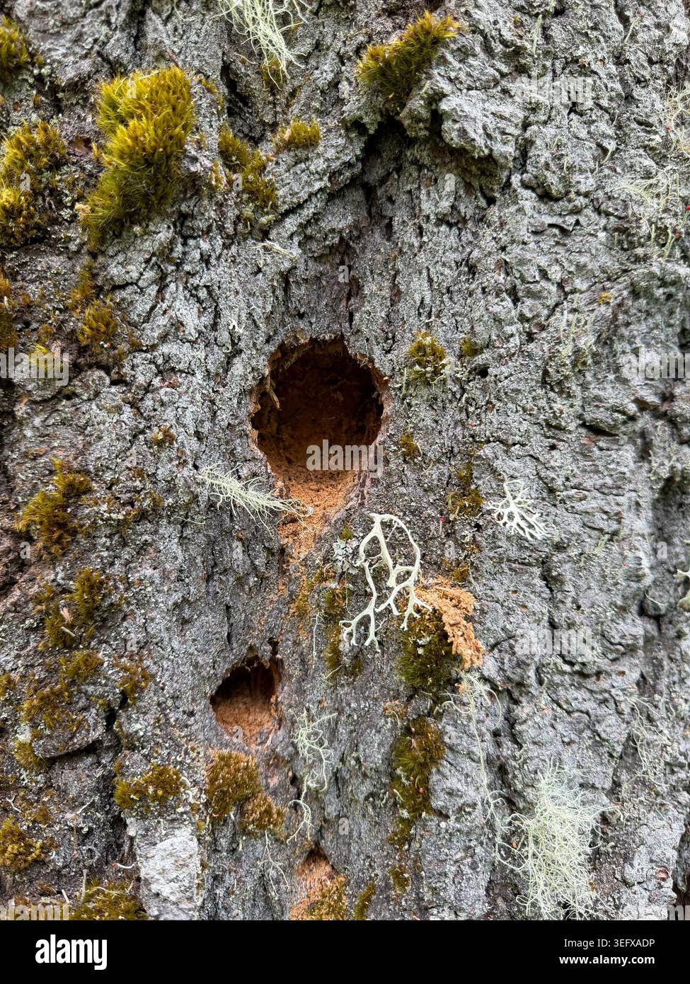 Holes in the trunk of a tree covered in moss and lichen. Stock Photo