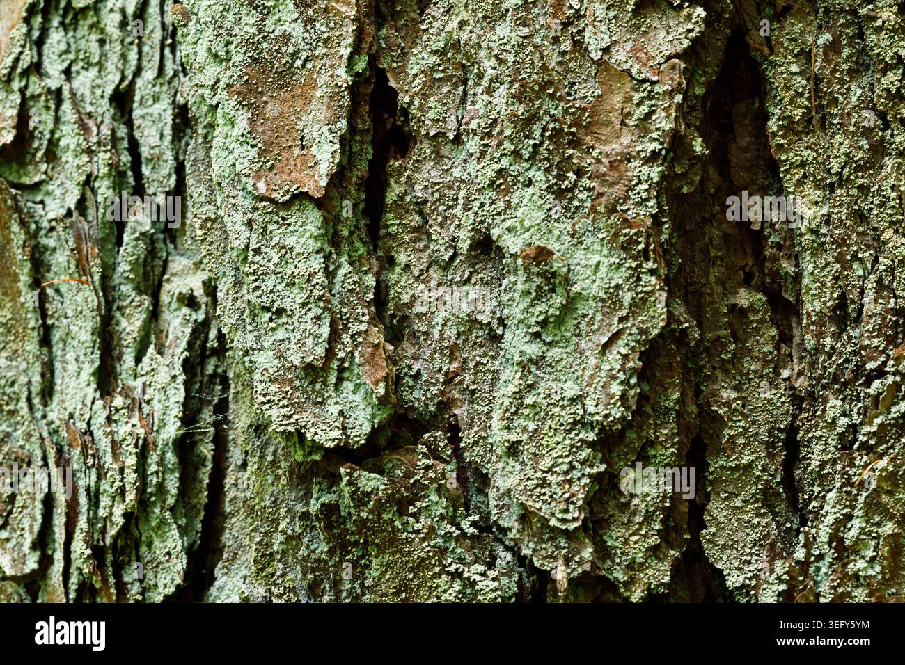 Pine Tree Bark Texture with Green Moss Close Up, Natural Forest Background Stock Photo