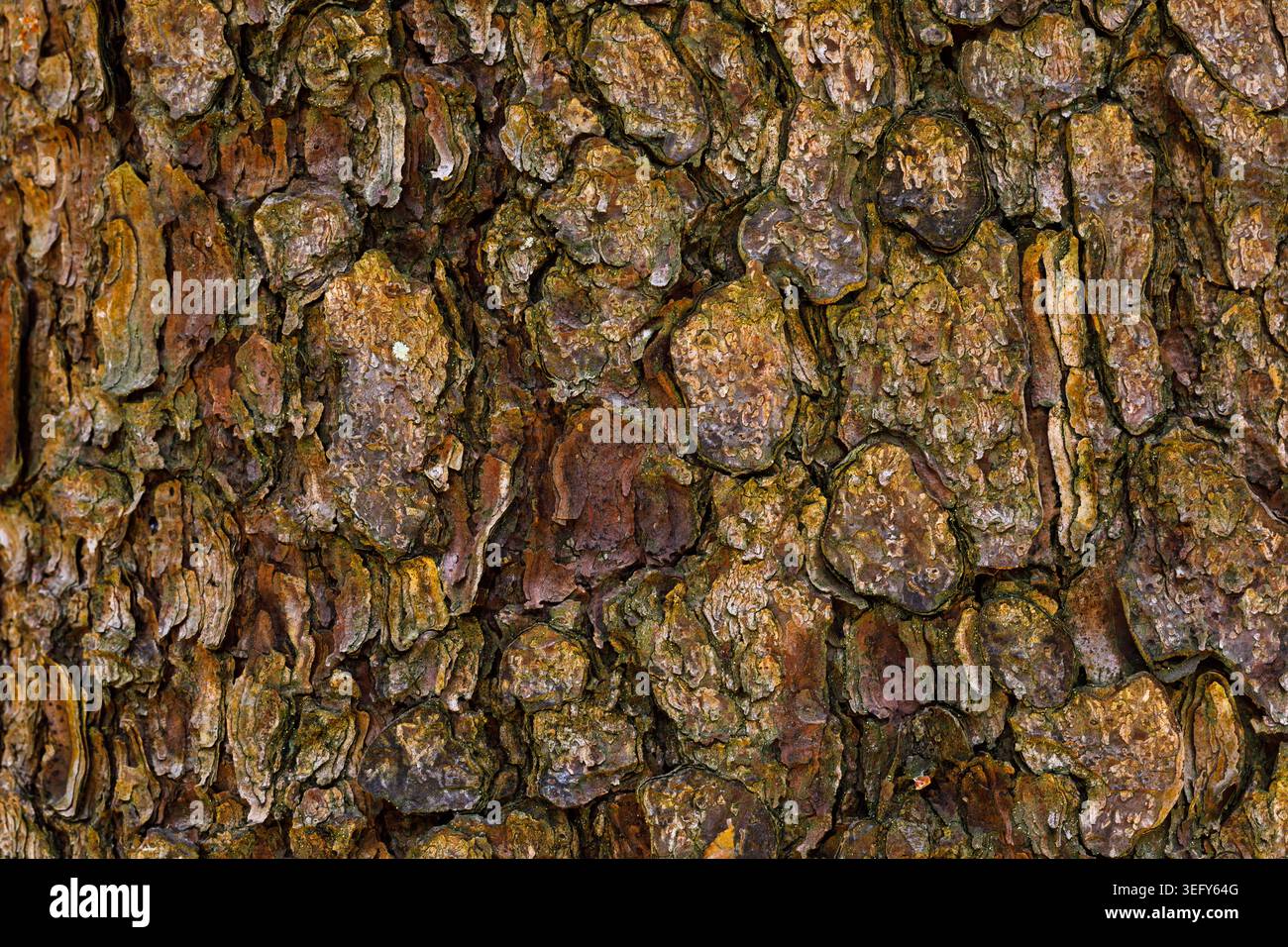 Pine Tree Bark Texture Close Up, Natural Forest Background Stock Photo
