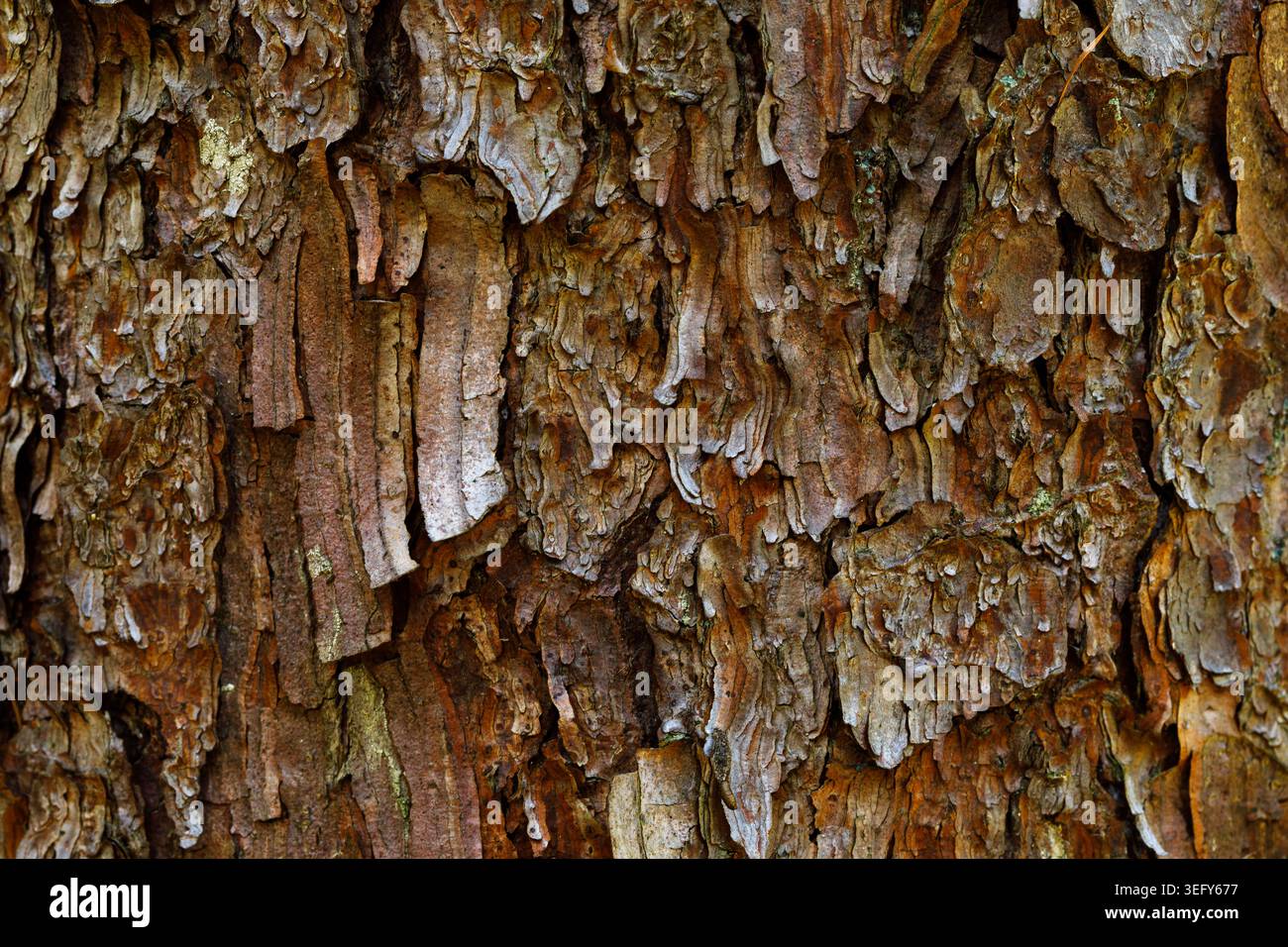 Pine Tree Bark Texture Close Up, Natural Forest Background Stock Photo