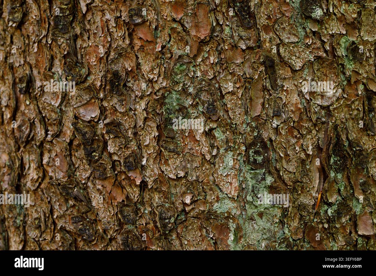 Pine Tree Bark Texture with Green Moss Close Up, Natural Forest Background Stock Photo